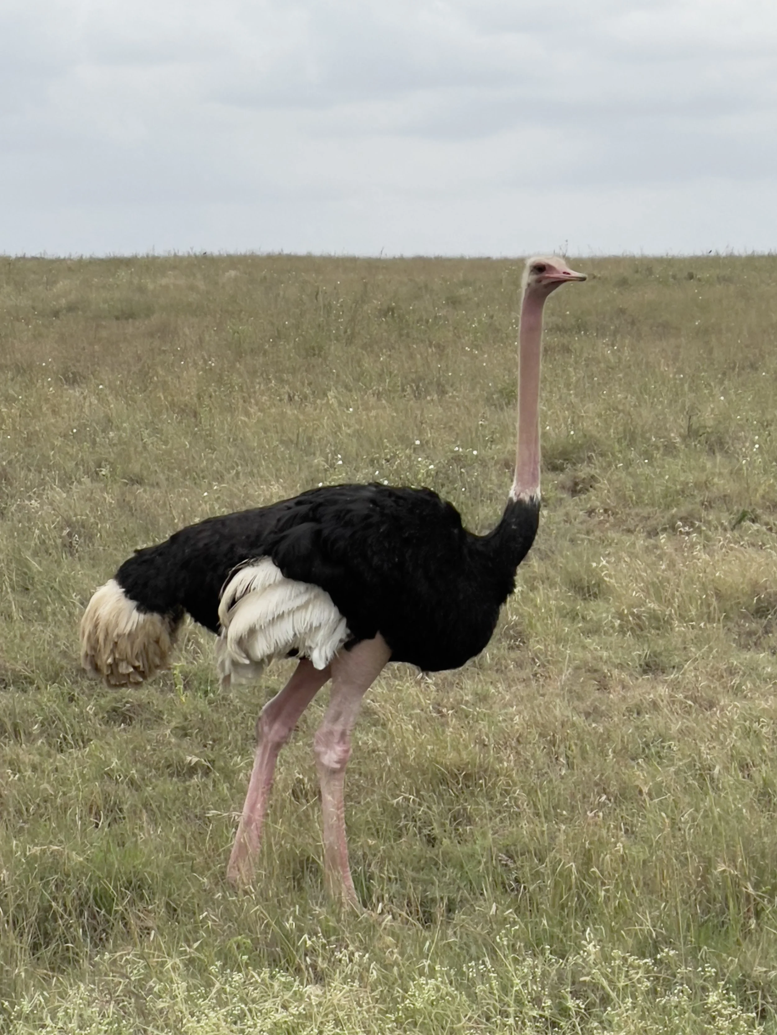 A lone ostrich standing in a grassy field under a cloudy sky.