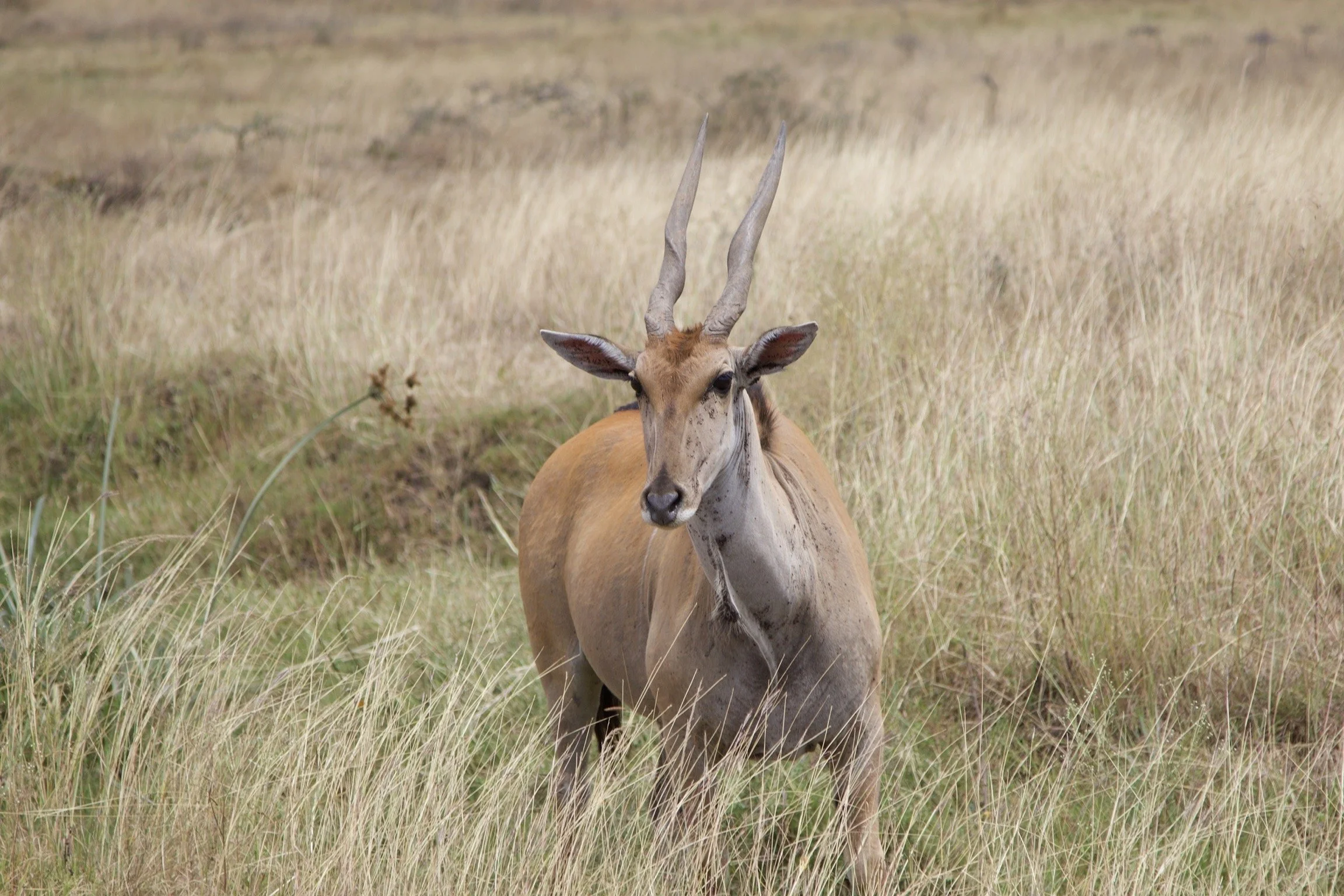 A lone antelope with long, curved horns standing in a grassy field.