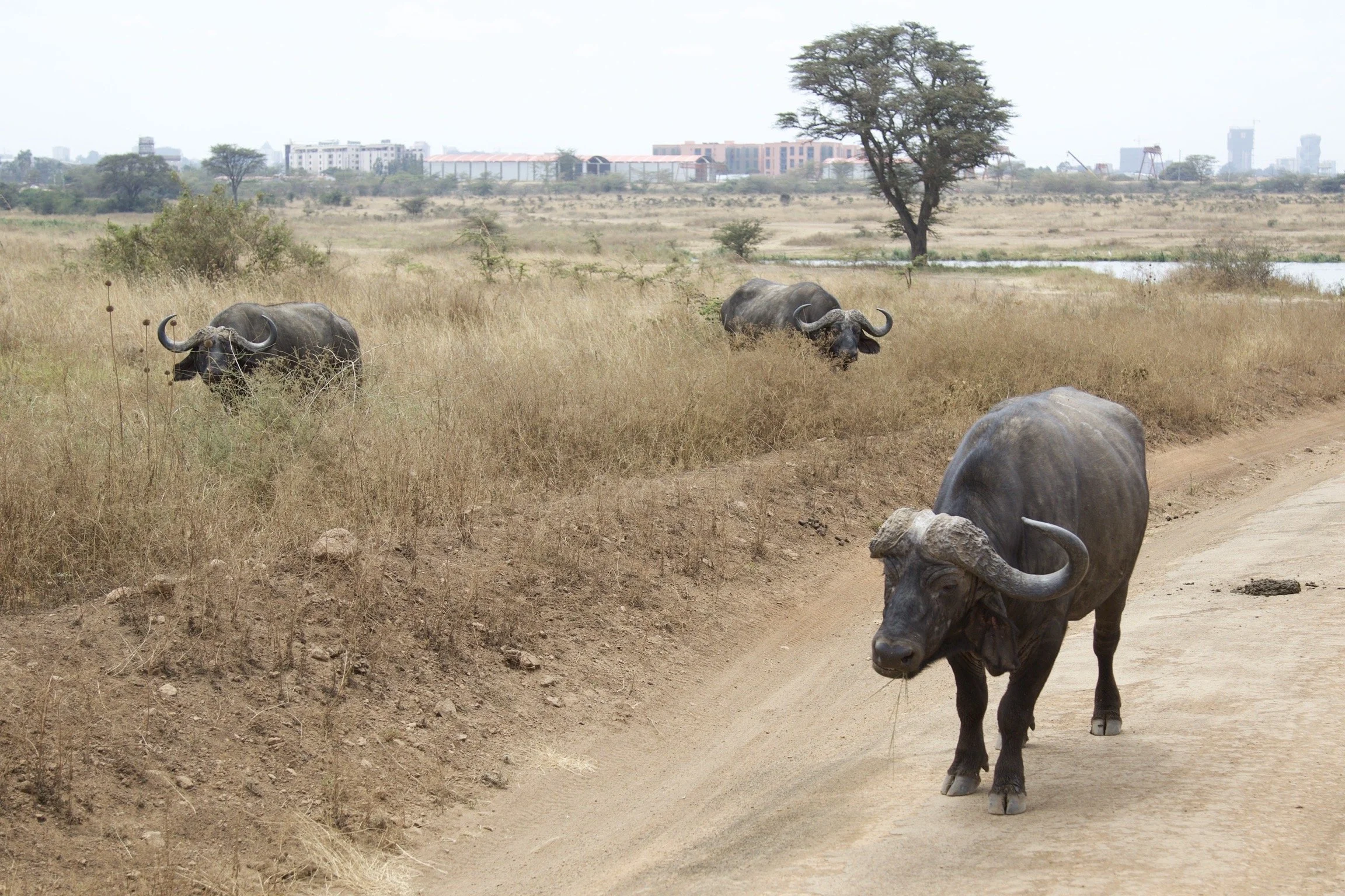 A herd of buffalo grazing near a dirt road with an urban skyline in the background.