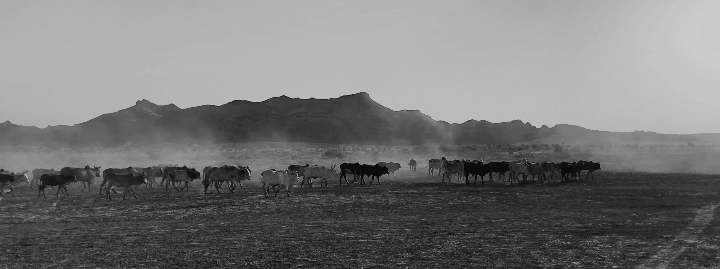 A herd of Zebu cows walking across a the desert in Turkana with Lothagam in the background, captured in black and white.