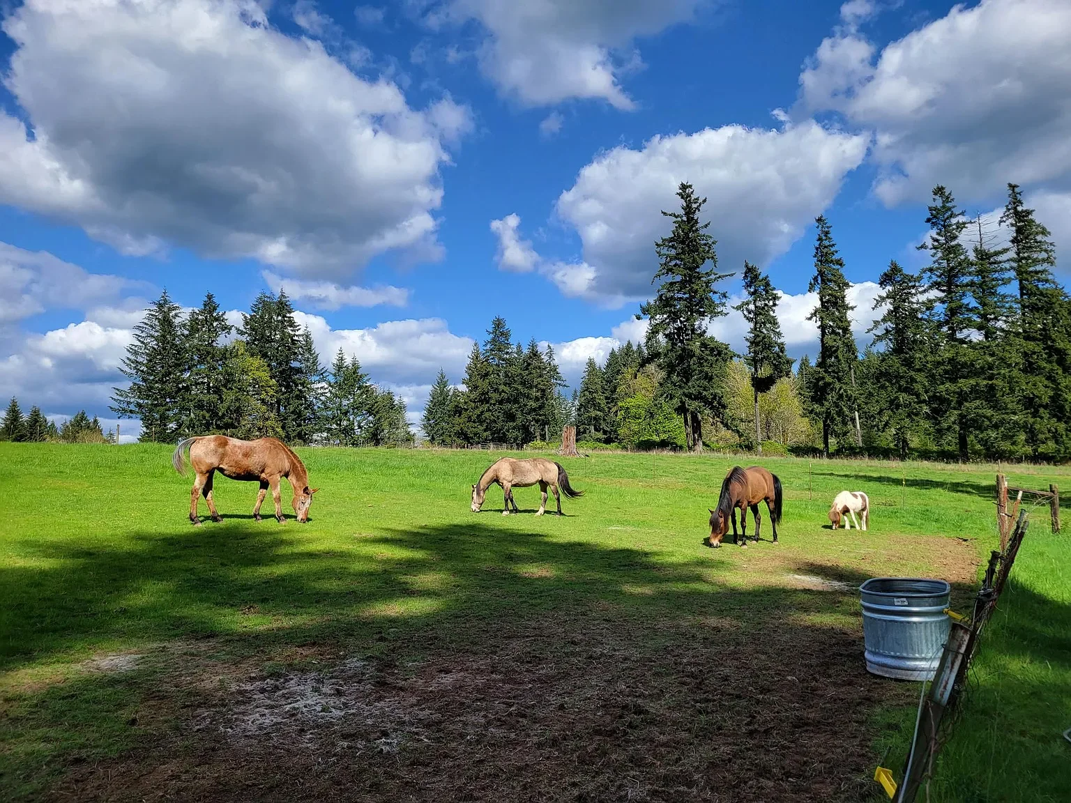 Four horses grazing on a green field with trees and a blue sky with clouds in the background.