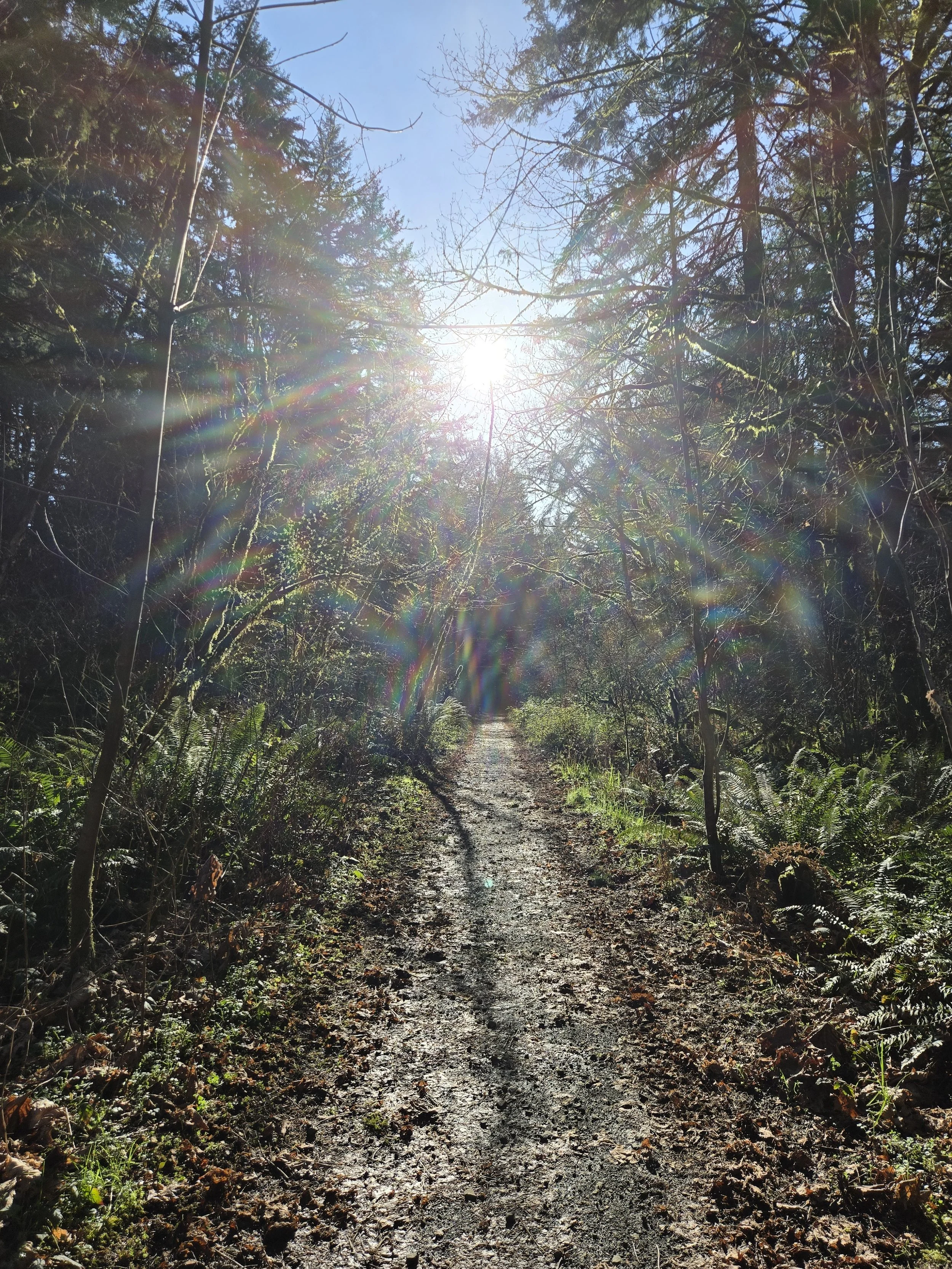 Sunlight shining through a forest on a dirt trail surrounded by trees and ferns.