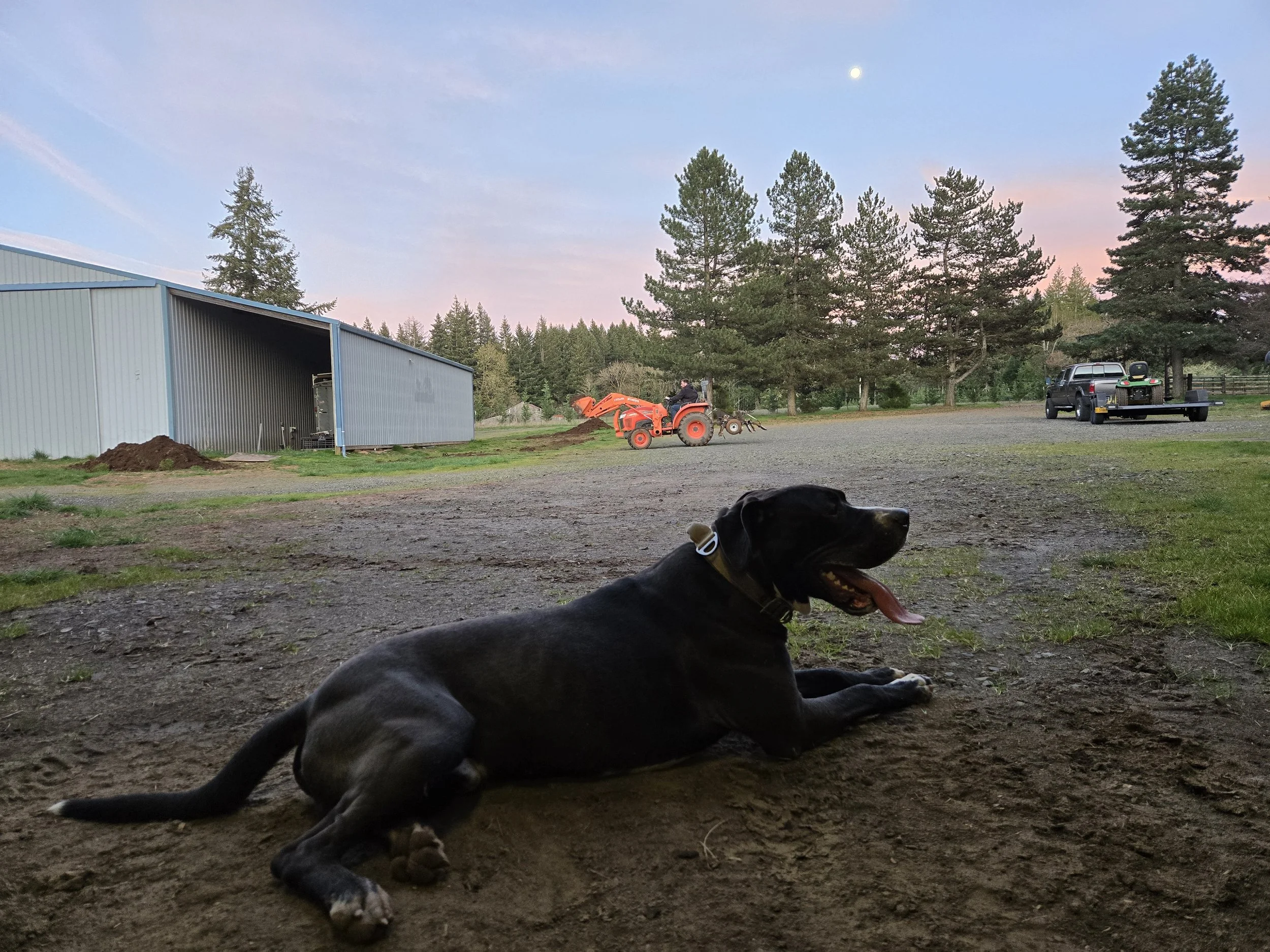 A black dog lying on the dirt ground outdoors with its tongue out, surrounded by a rural landscape featuring a large blue metal building, two ground workers with a small orange tractor, several cars, and tall pine trees during dusk.