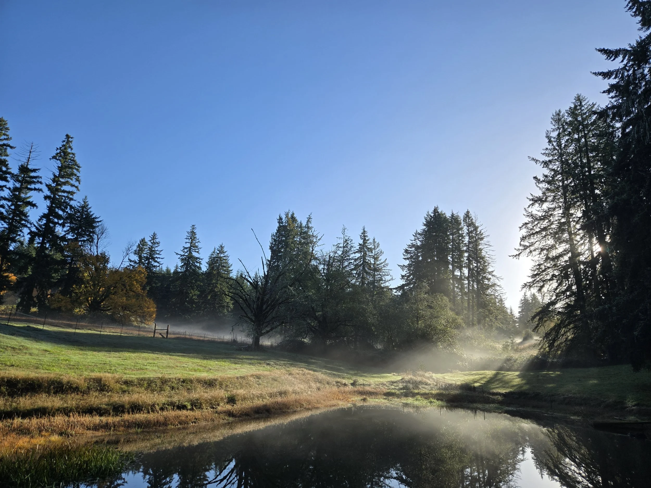 A serene landscape with a small pond surrounded by green grass and trees, with mist rising from the water and a clear blue sky overhead.