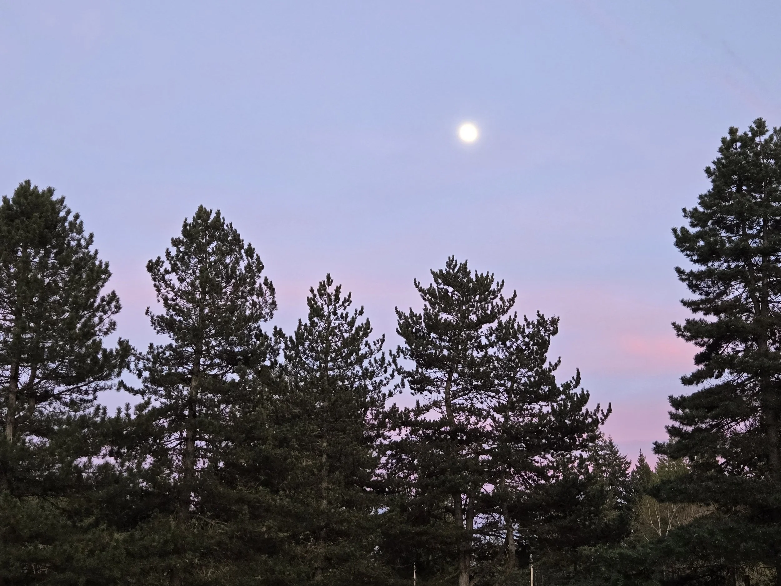 Nighttime scene with a full moon in a pastel sky and silhouetted trees in the foreground.