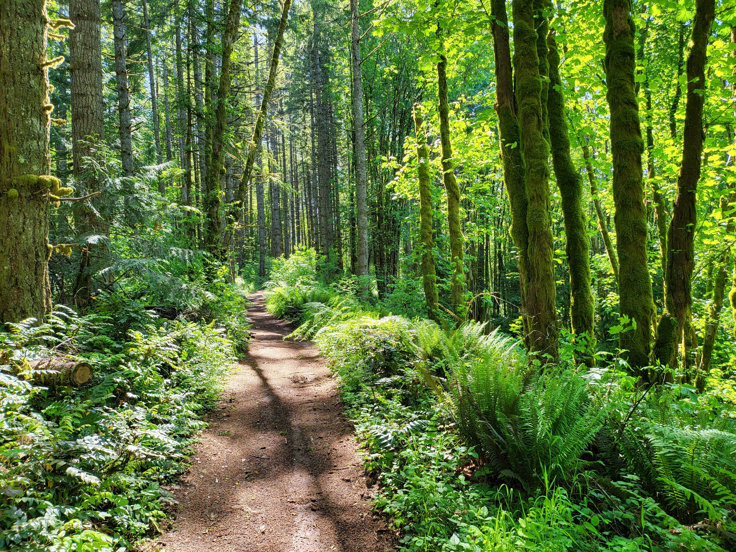A forest trail surrounded by lush green trees and ferns, with sunlight filtering through the leaves.