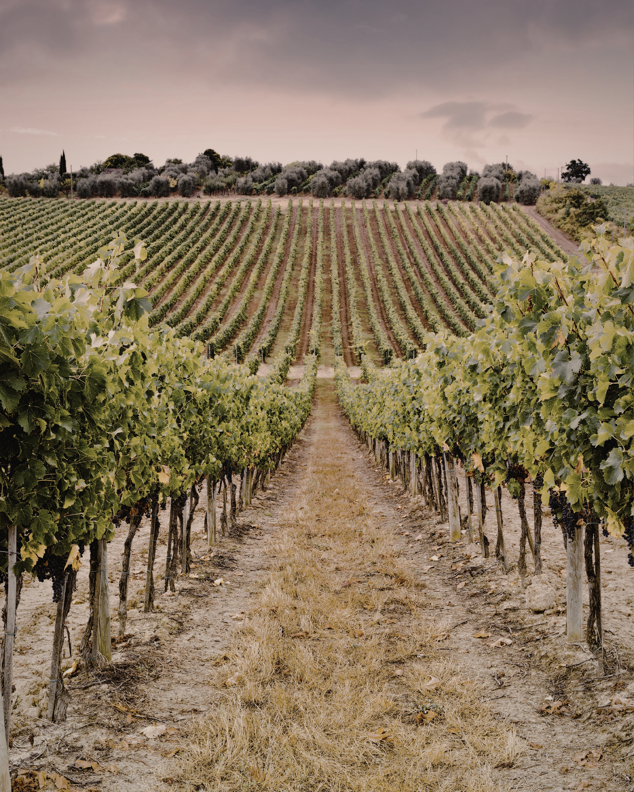 Vignoble avec rangées de vignes et un chemin central en terre, sous un ciel nuageux.