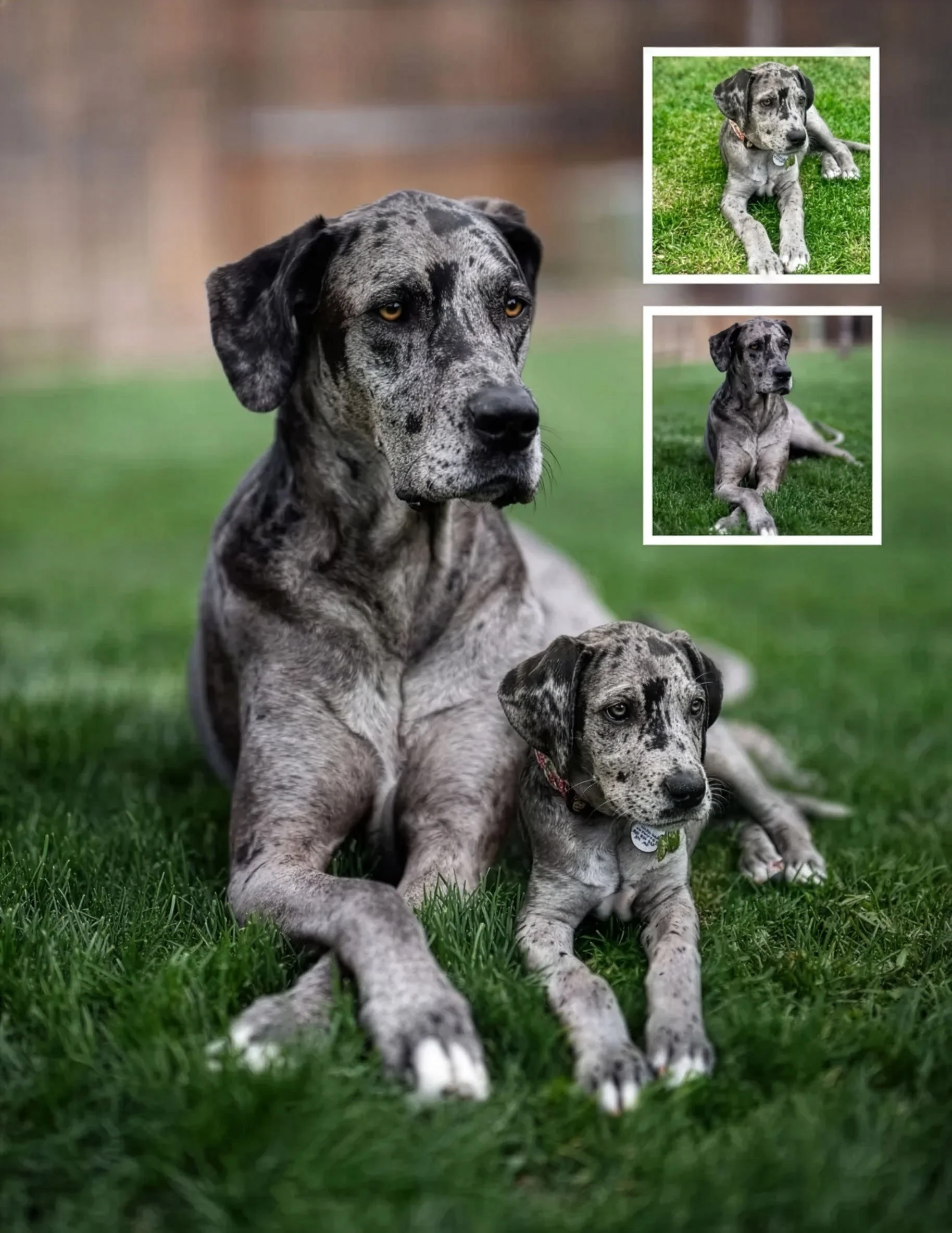 True Companion Portrait