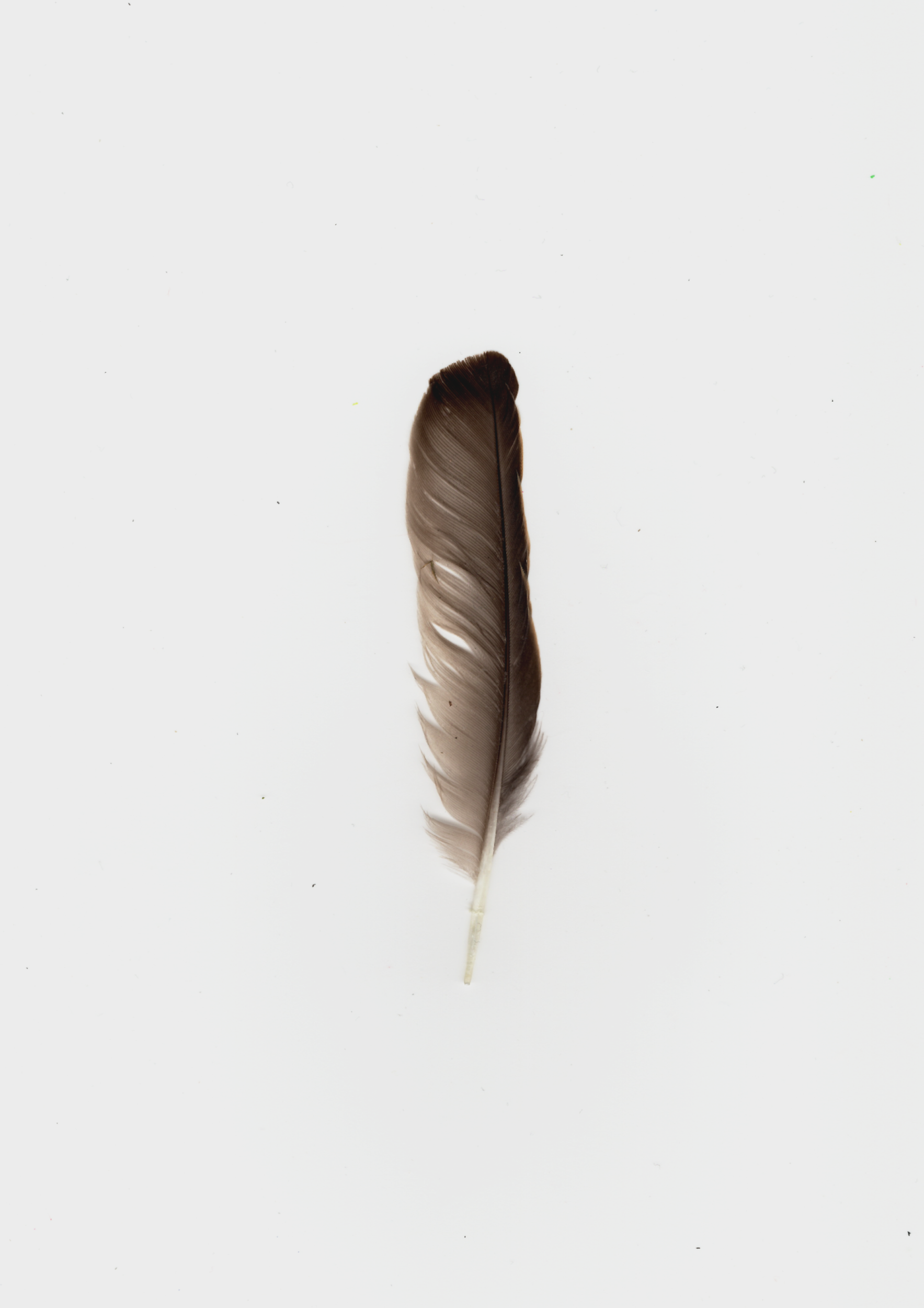 Single brown feather on a beige background