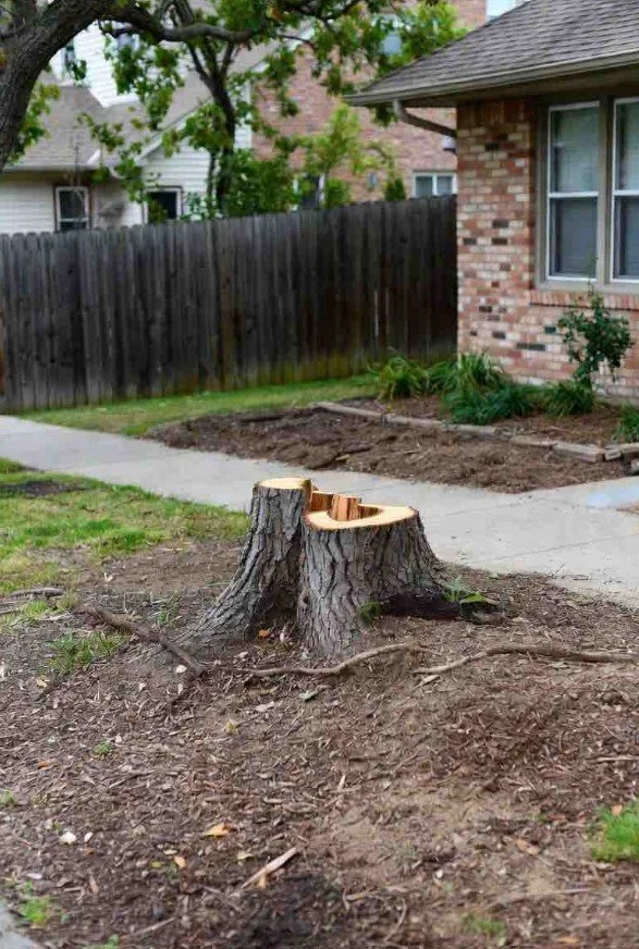 Tree stump in yard