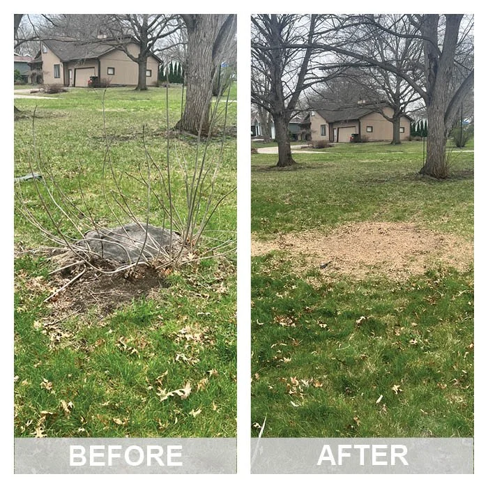 Side-by-side images showing a yard before and after removal of dead shrub. The "Before" image features a small, leafless shrub surrounded by green grass with fallen leaves. The "After" image shows a cleared area with exposed soil, two large trees, and a house in the background, indicating yard cleanup or landscaping.
