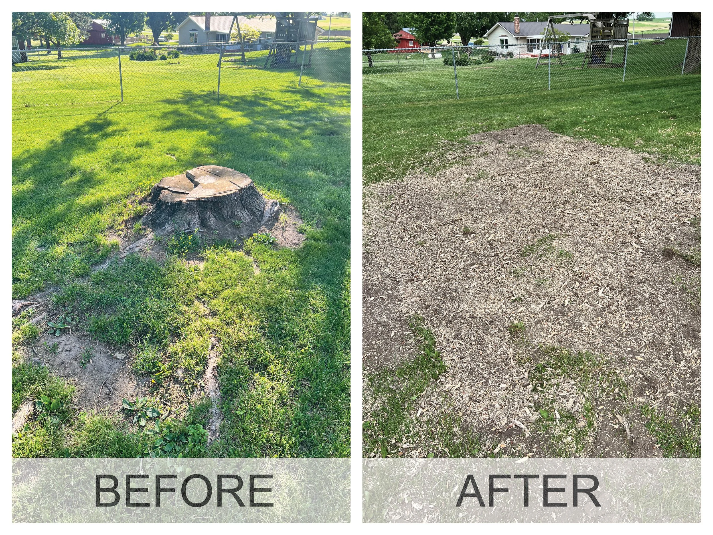 Before and after photos showing large tree stump at home in Hudson, IA before stump removal and after stump grinding