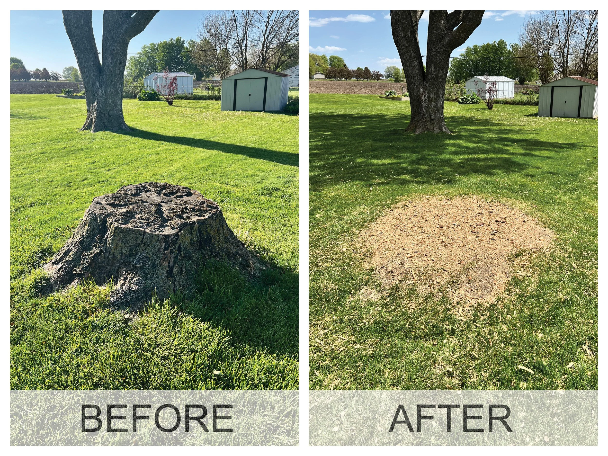Before and after photos of tree stump at home in Waverly, IA before stump removal and after stump grinding