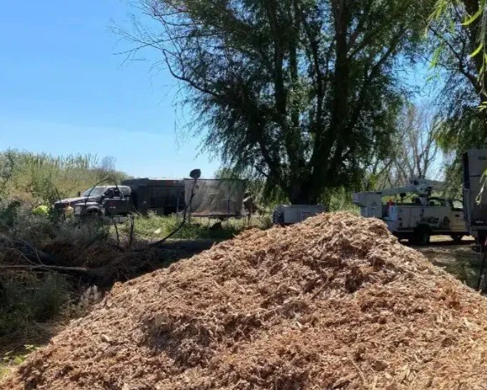 Pile of mulch at brush dump