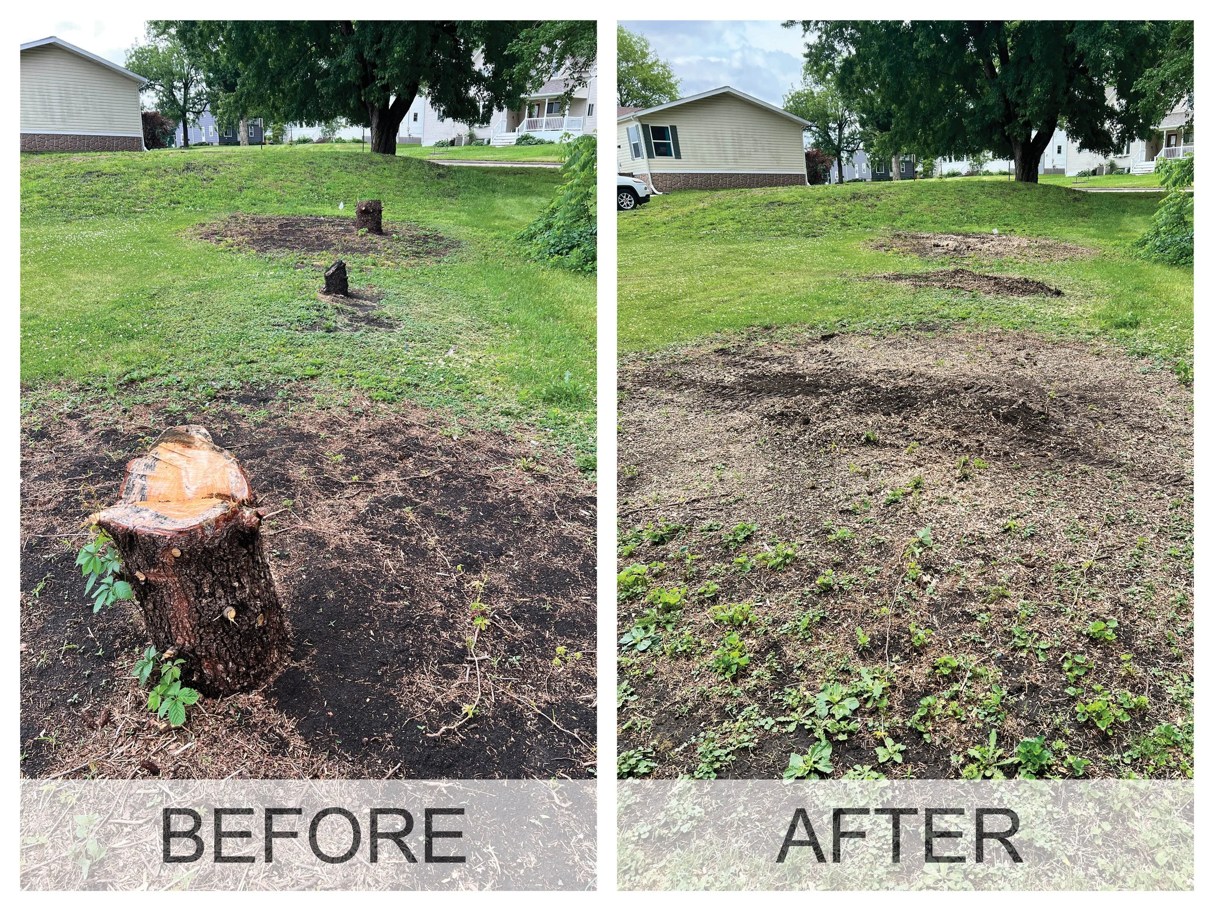 Before and after photos showing three tree stumps at a home in Janesville, IA before stump removal and after stump grinding