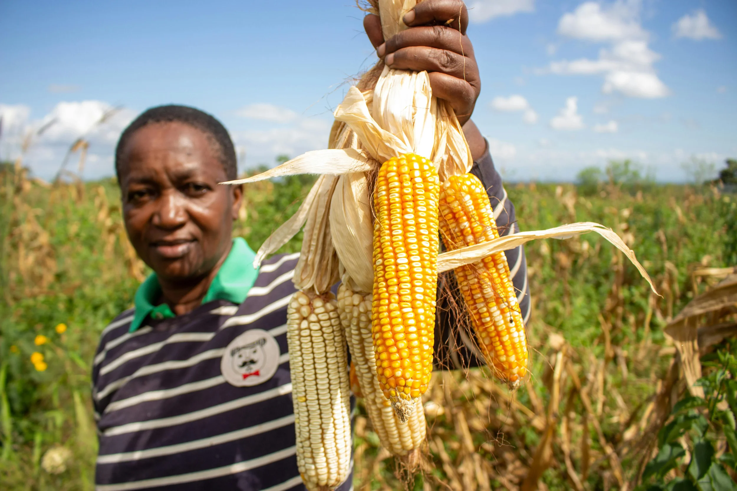 A person holding up several ears of corn in a field under a blue sky with scattered clouds, with another person visible in the background.