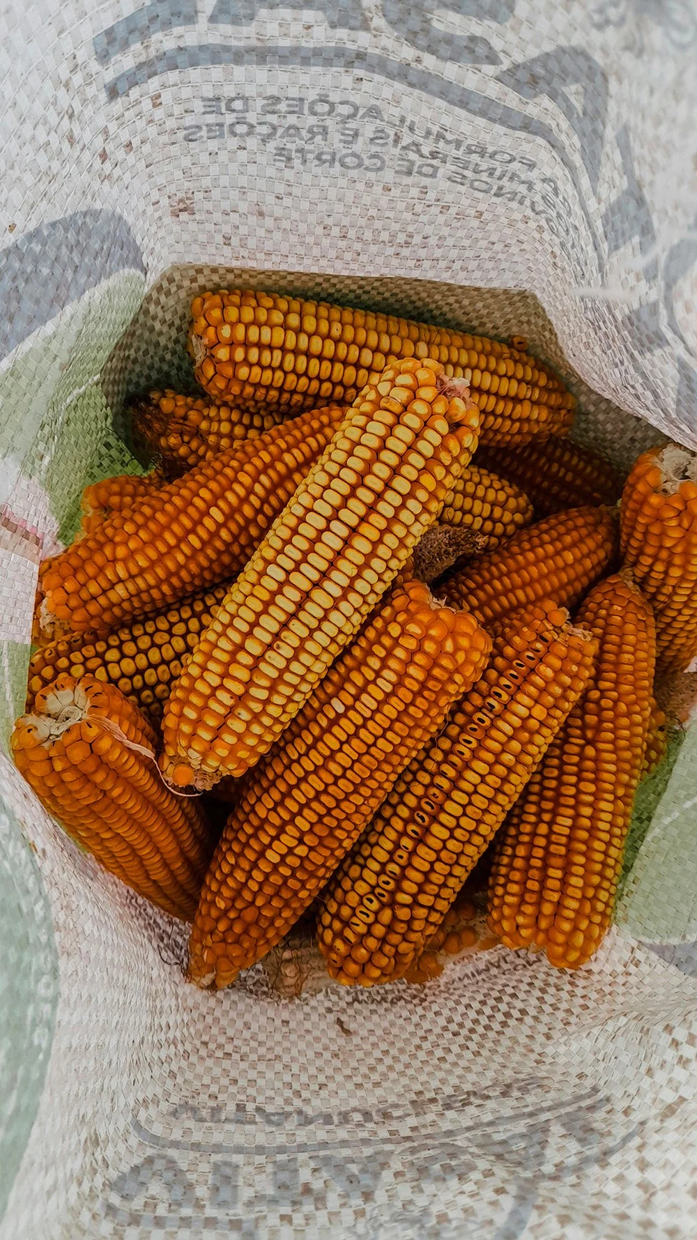 Corn on the cob in a shopping bag.