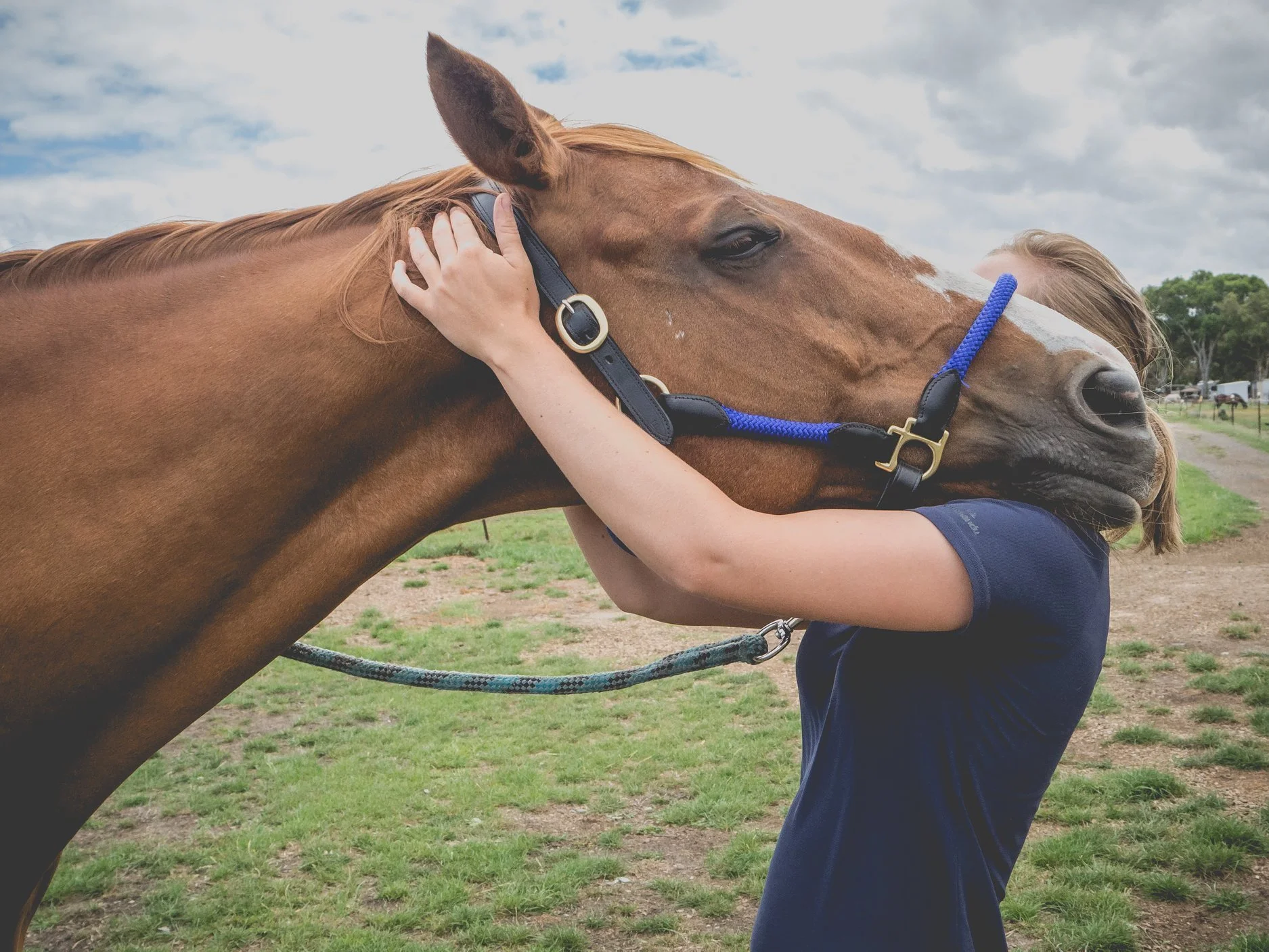 Equine Bodywork