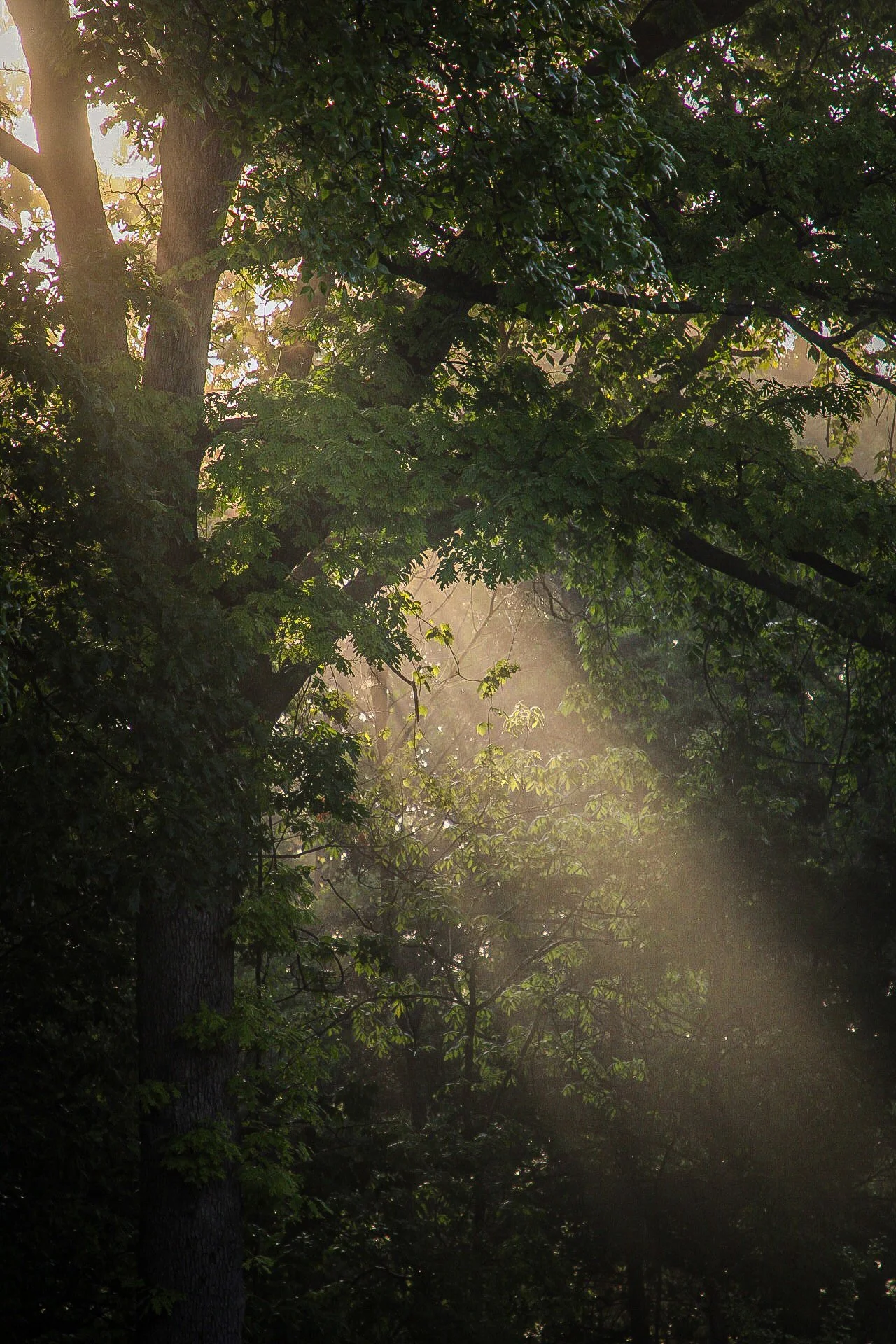 Sunlight filters through dense green leaves of tall trees in a forest, creating beams of light and shadows.