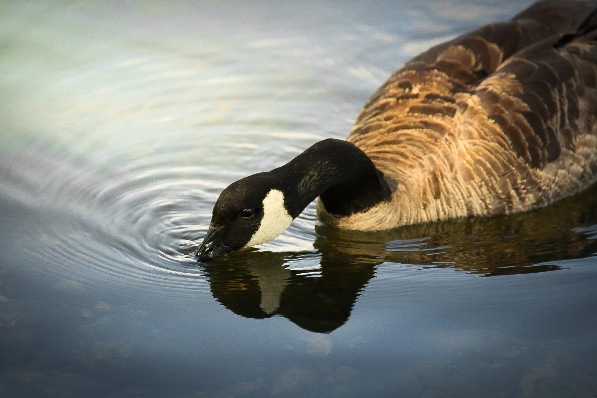 A Canada goose swimming in the water, with its head lowered and touching the water's surface.