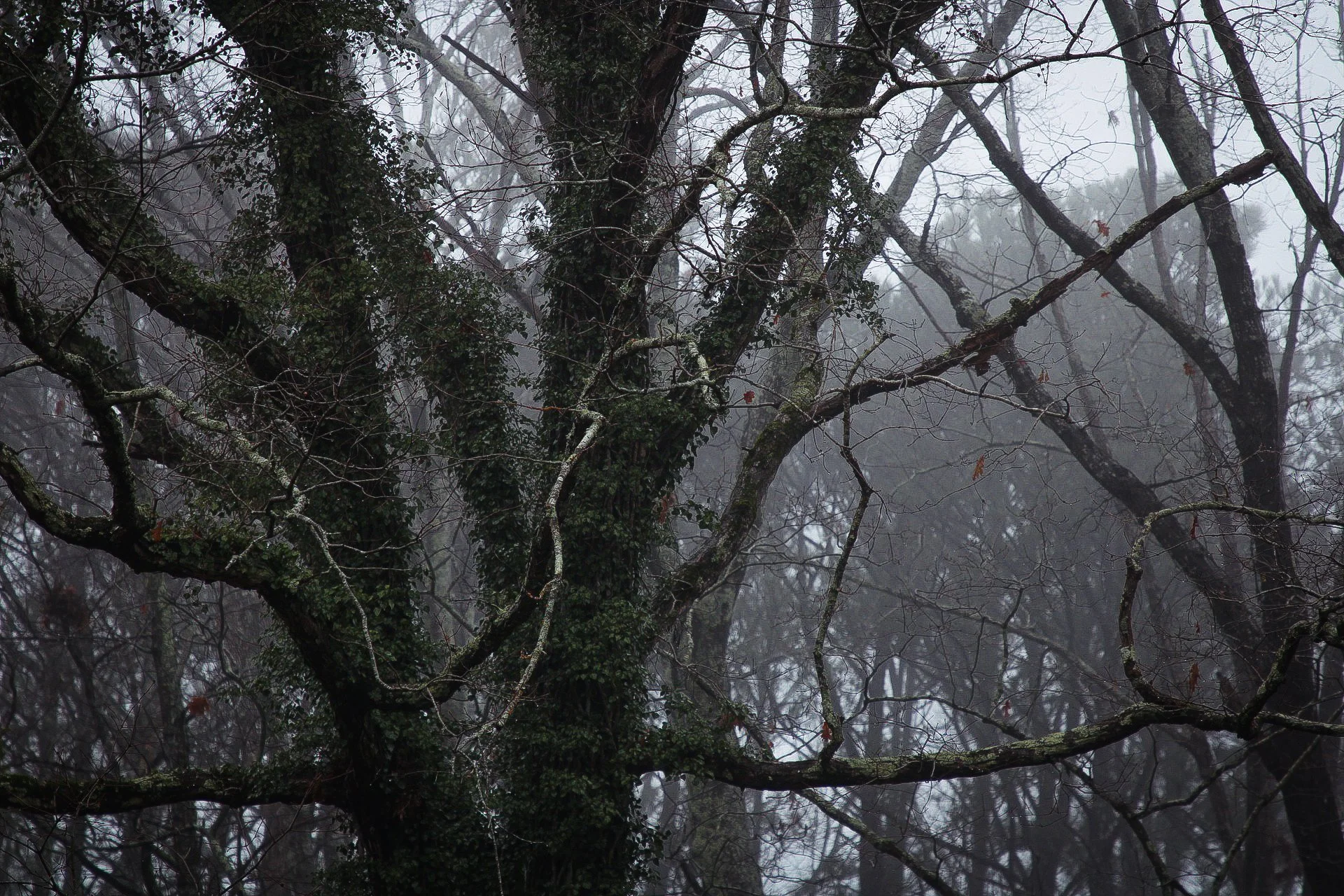 A dark, foggy forest scene with bare, twisted tree branches and a misty background.