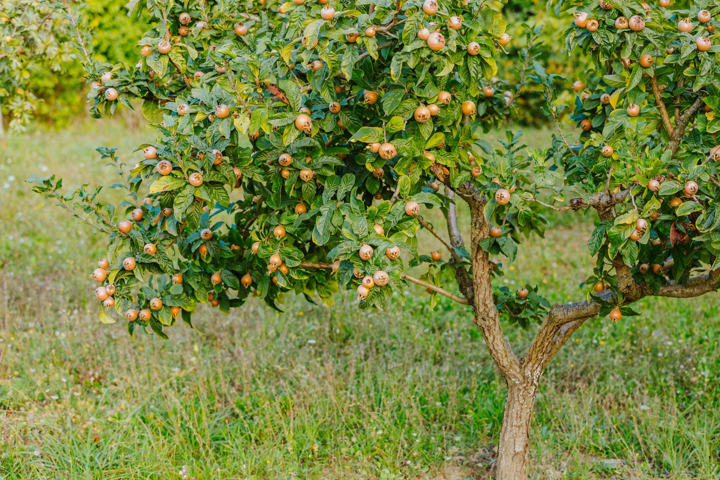 Olos e Logos 324.jpg