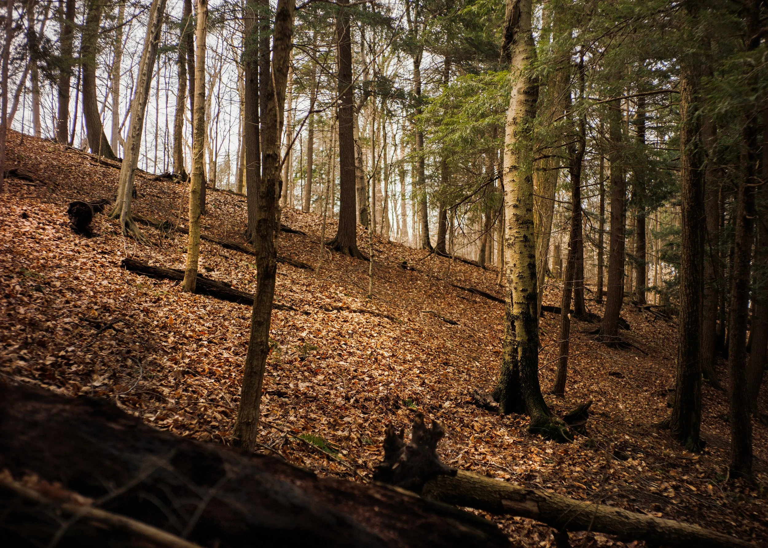 IMG_9231-Edit.jpeg