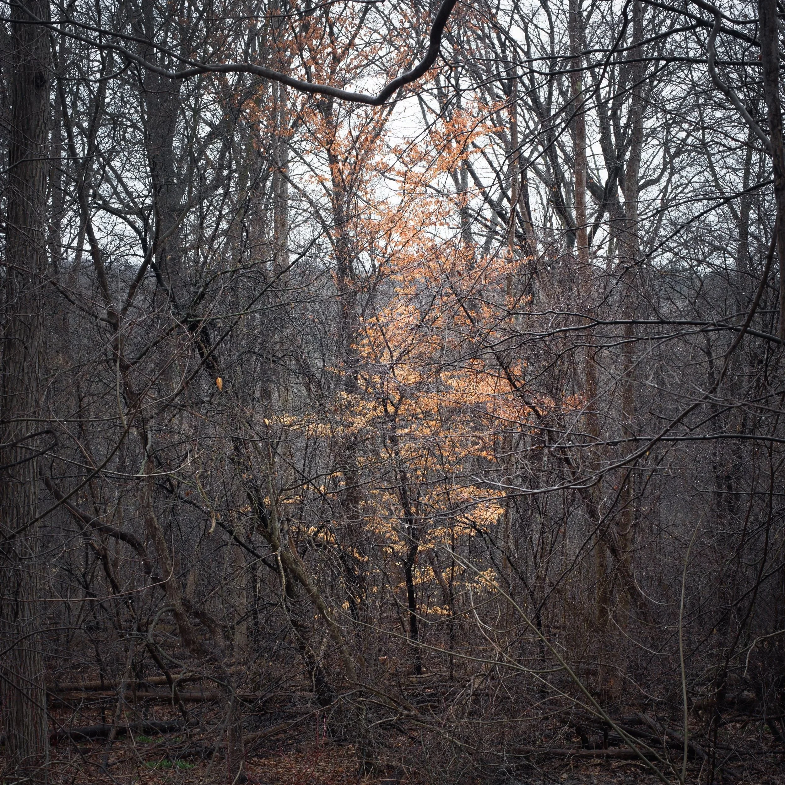 Woodland Photography