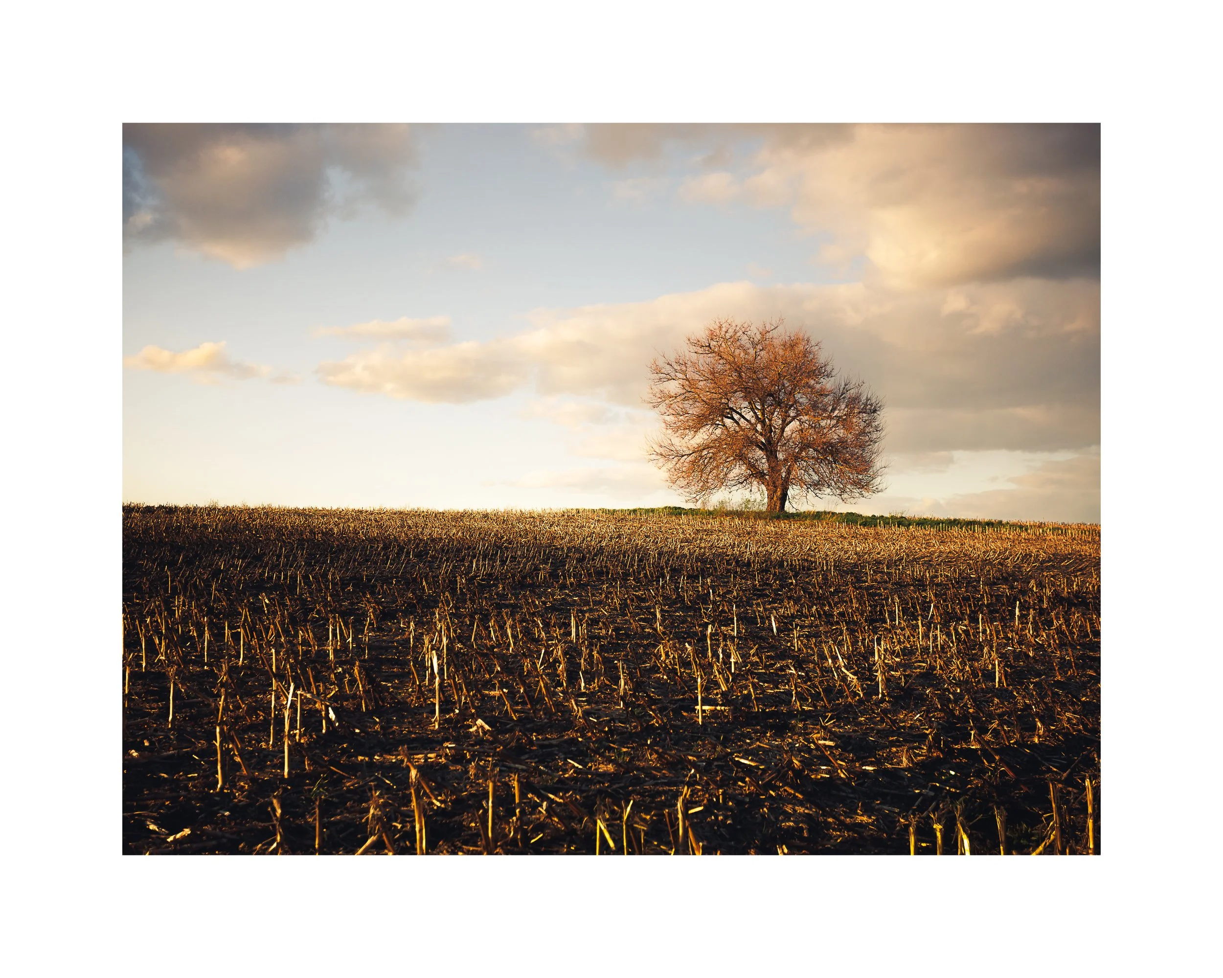 LoneTree-8x10.jpg