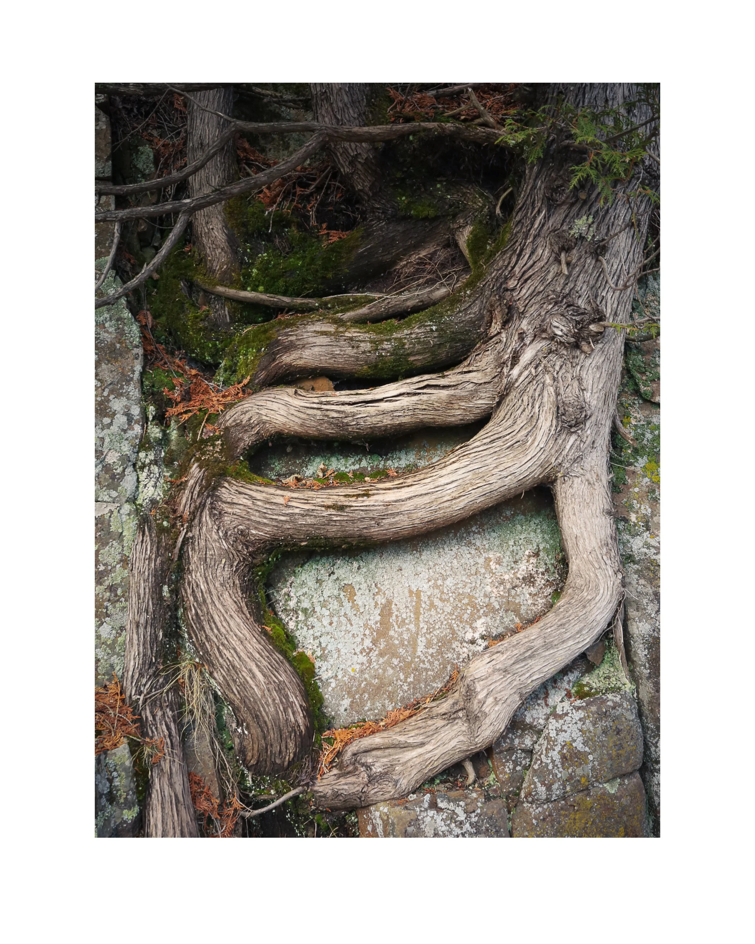 sinuous.jpg