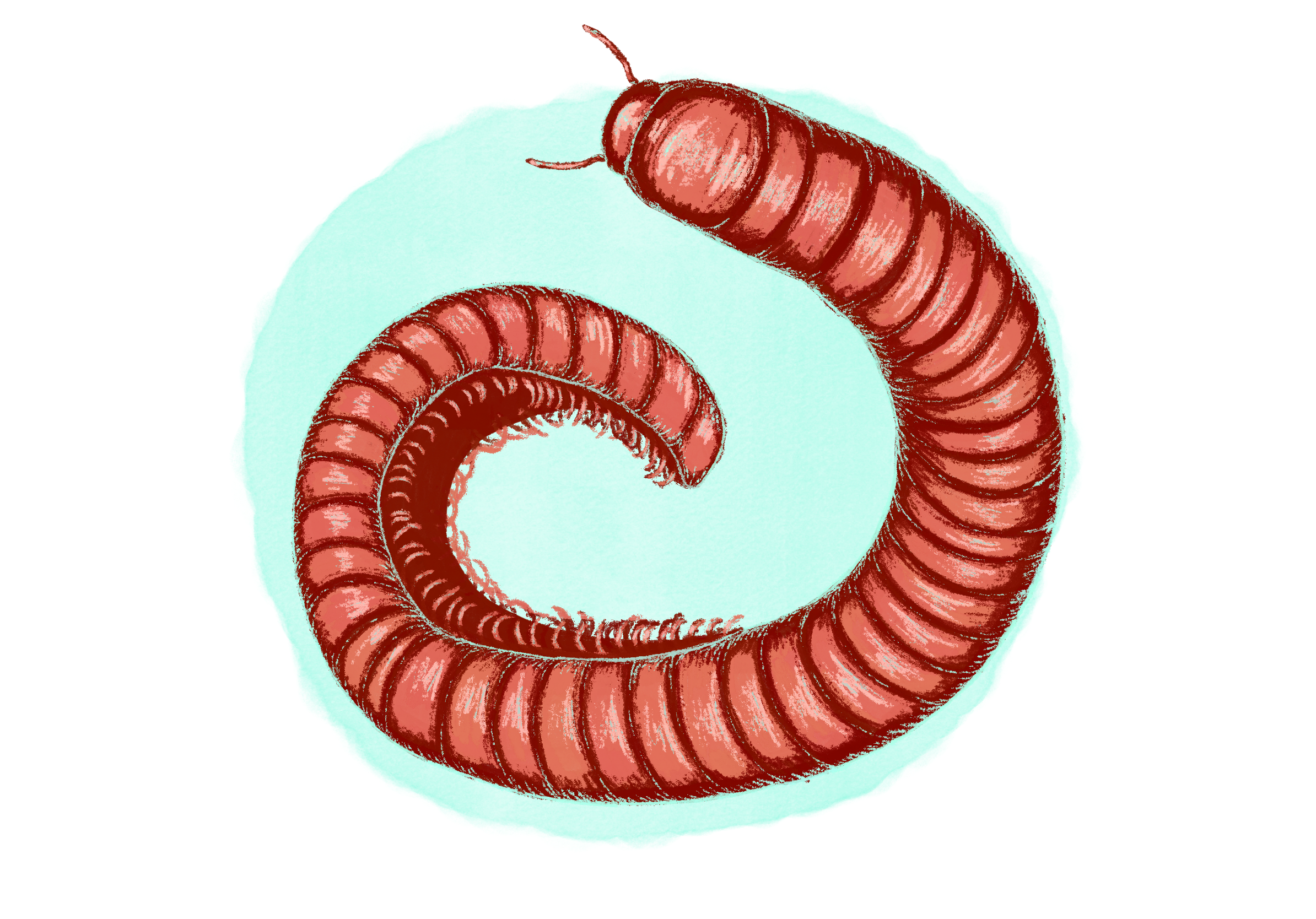 millipede.png