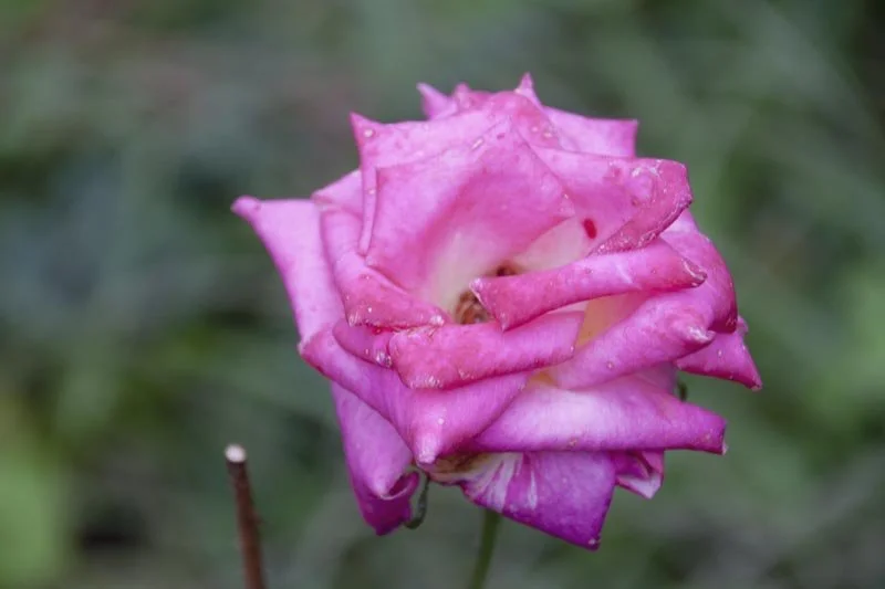 Pink Rose