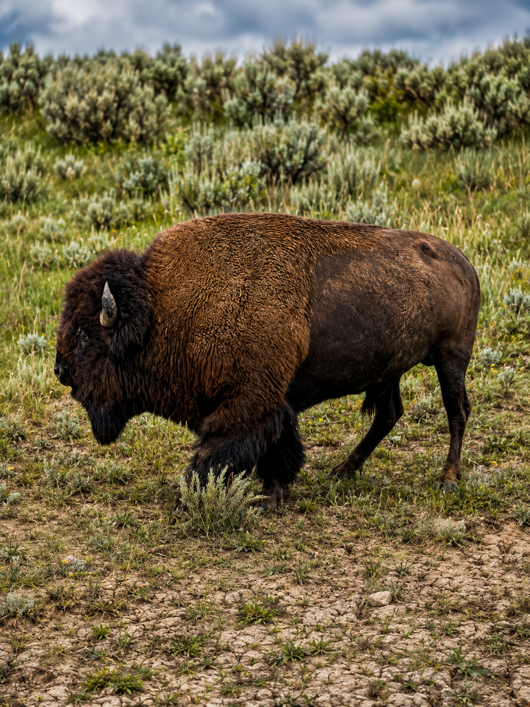 The Ultimate Yellowstone Family Vacation Guide: What I Learned From Our Trip