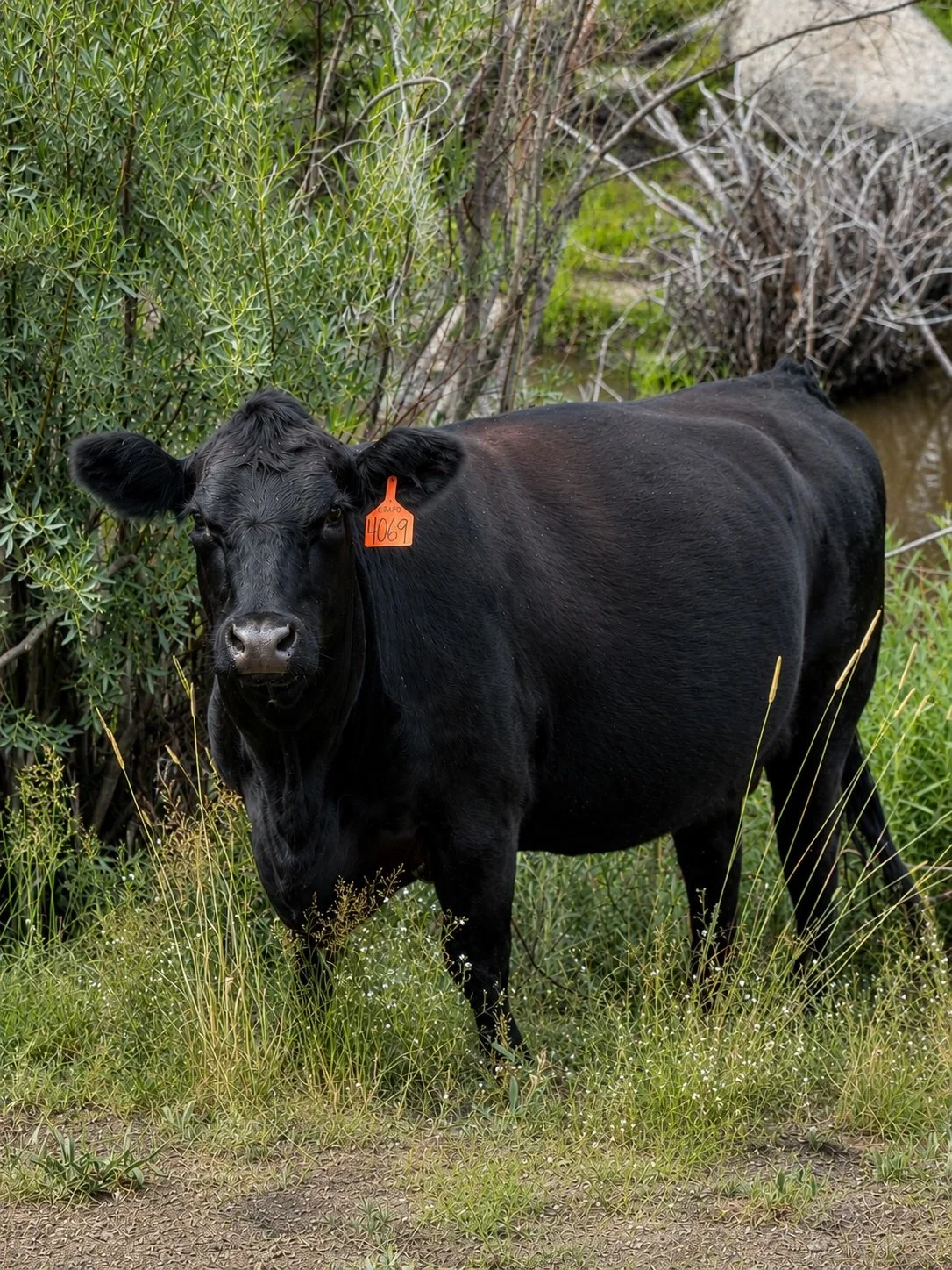 Cow.jpg