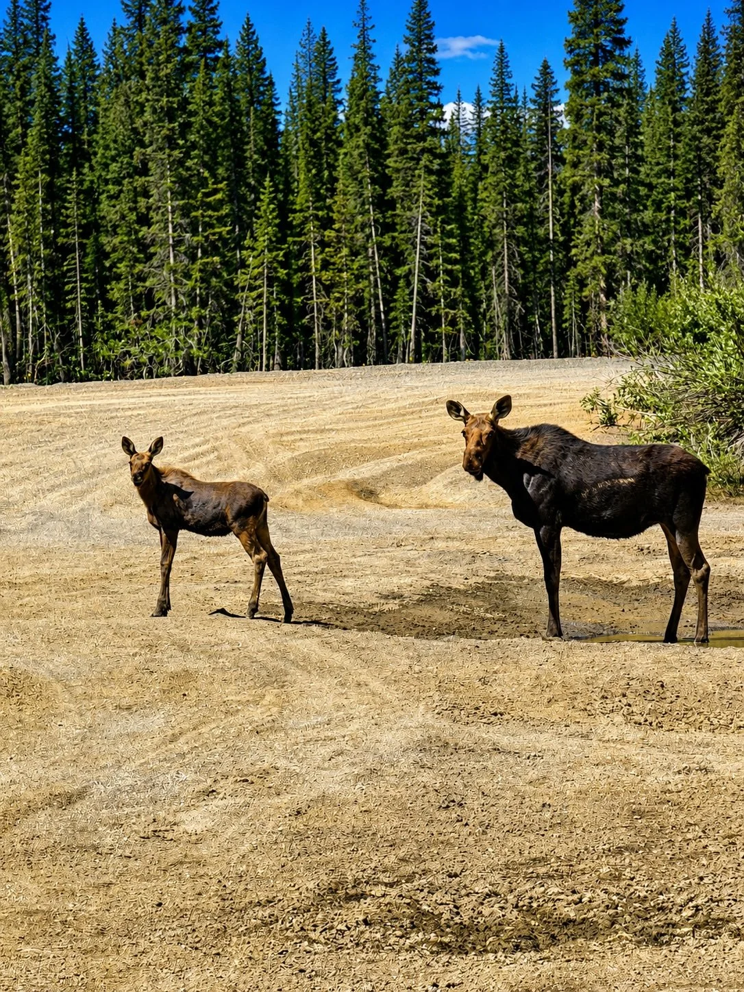 Moose.jpg