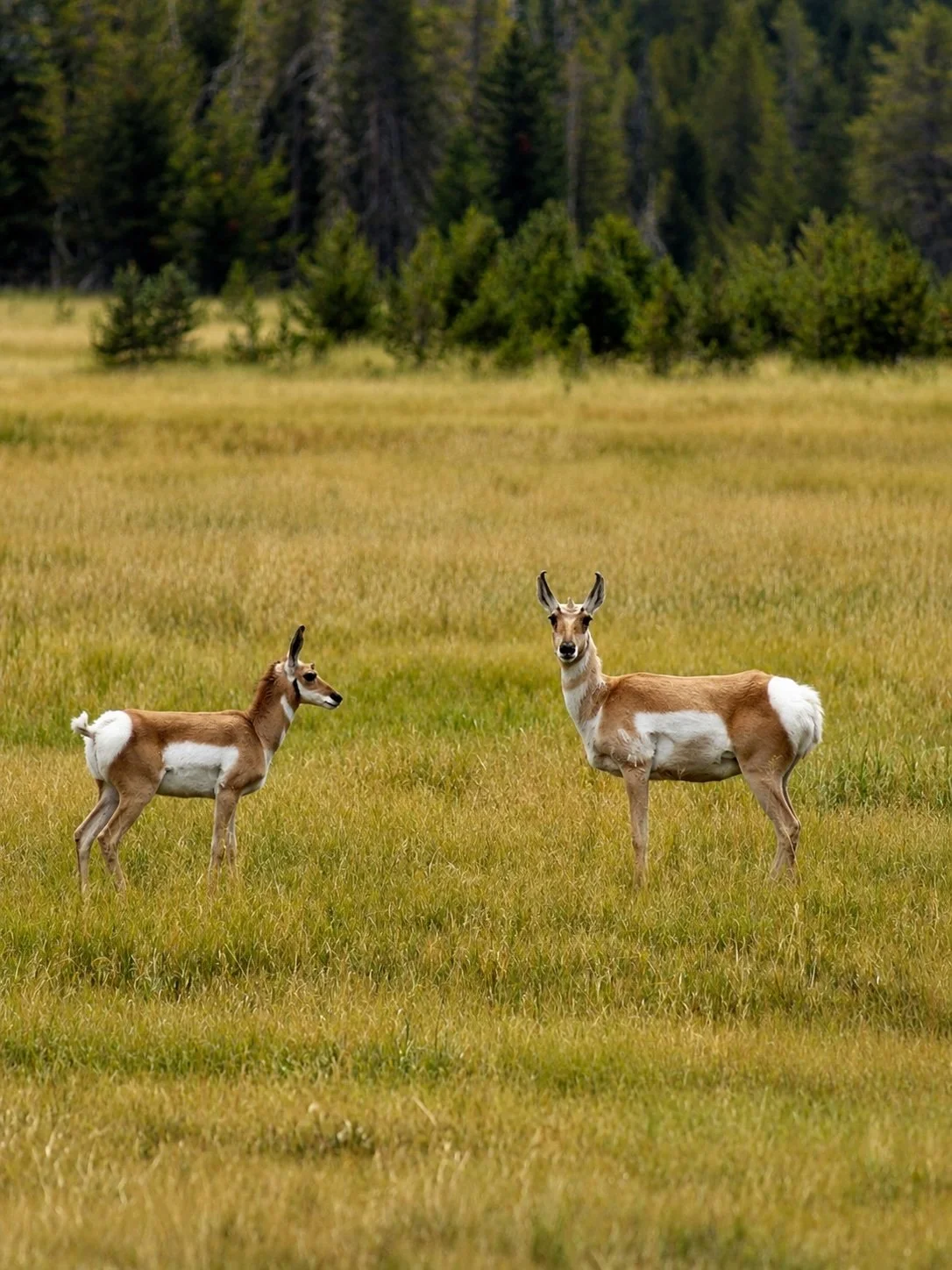 Pronghorn.jpg