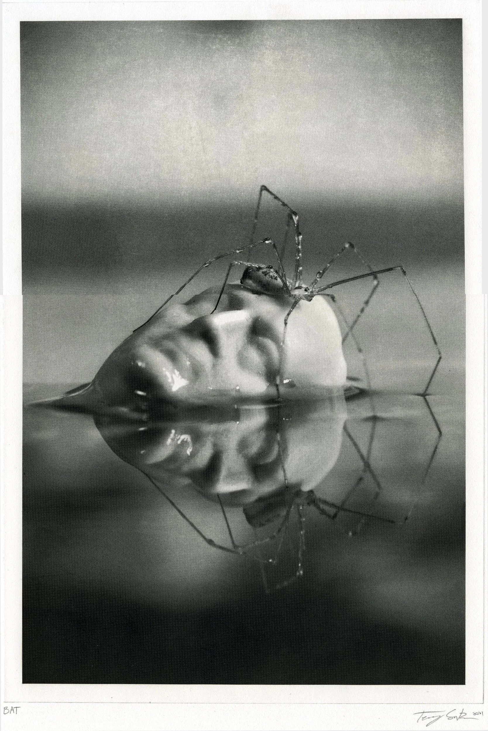 Head Spider