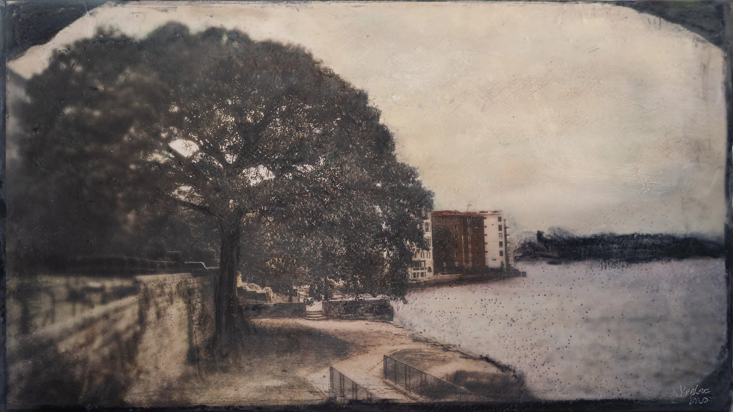 Trees Sydney Australia