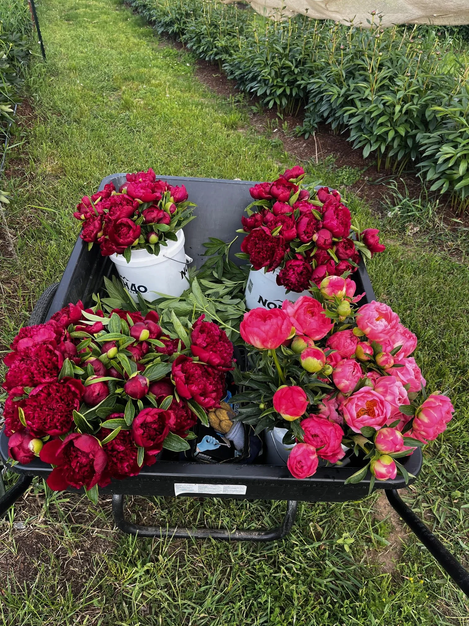 2025 Deer Park, WA Peony Harvest, Weddings, Wedding Flowers, Custom Flower Orders, DIY