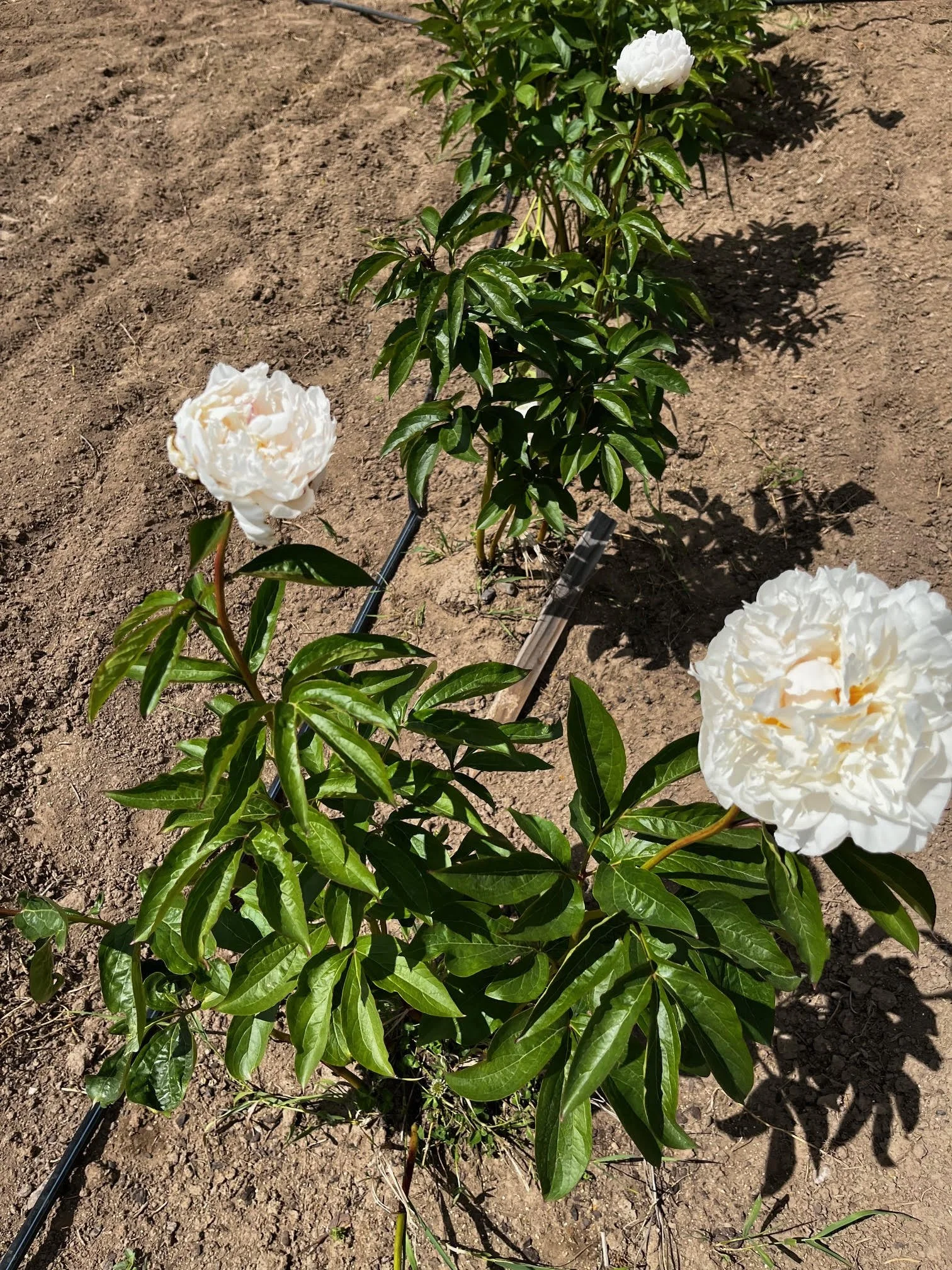 White peonies, Deer Park, WA.