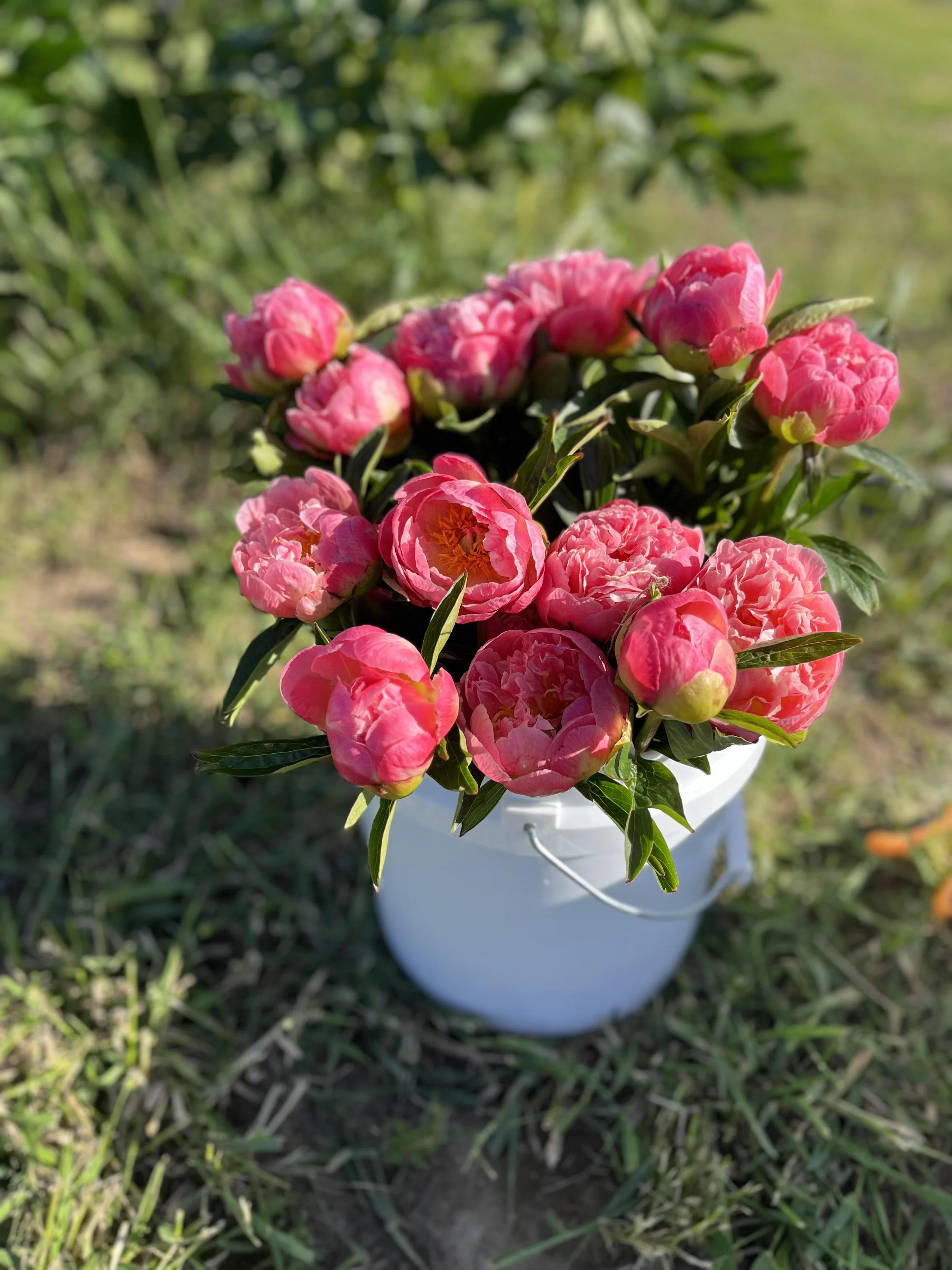 Bucket of Coral Peonies, Deer Park, WA.