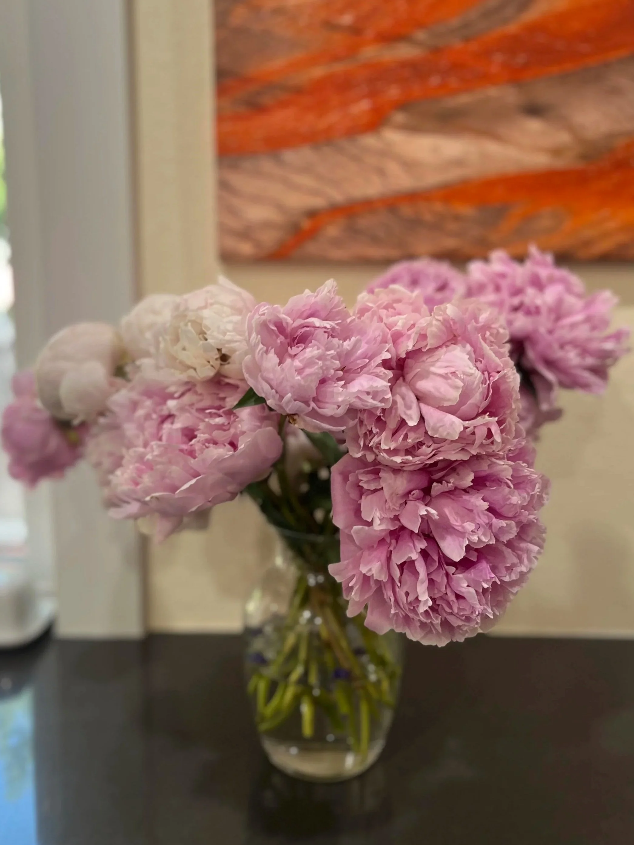 Pink and white peonies, Spokane, Washington. 