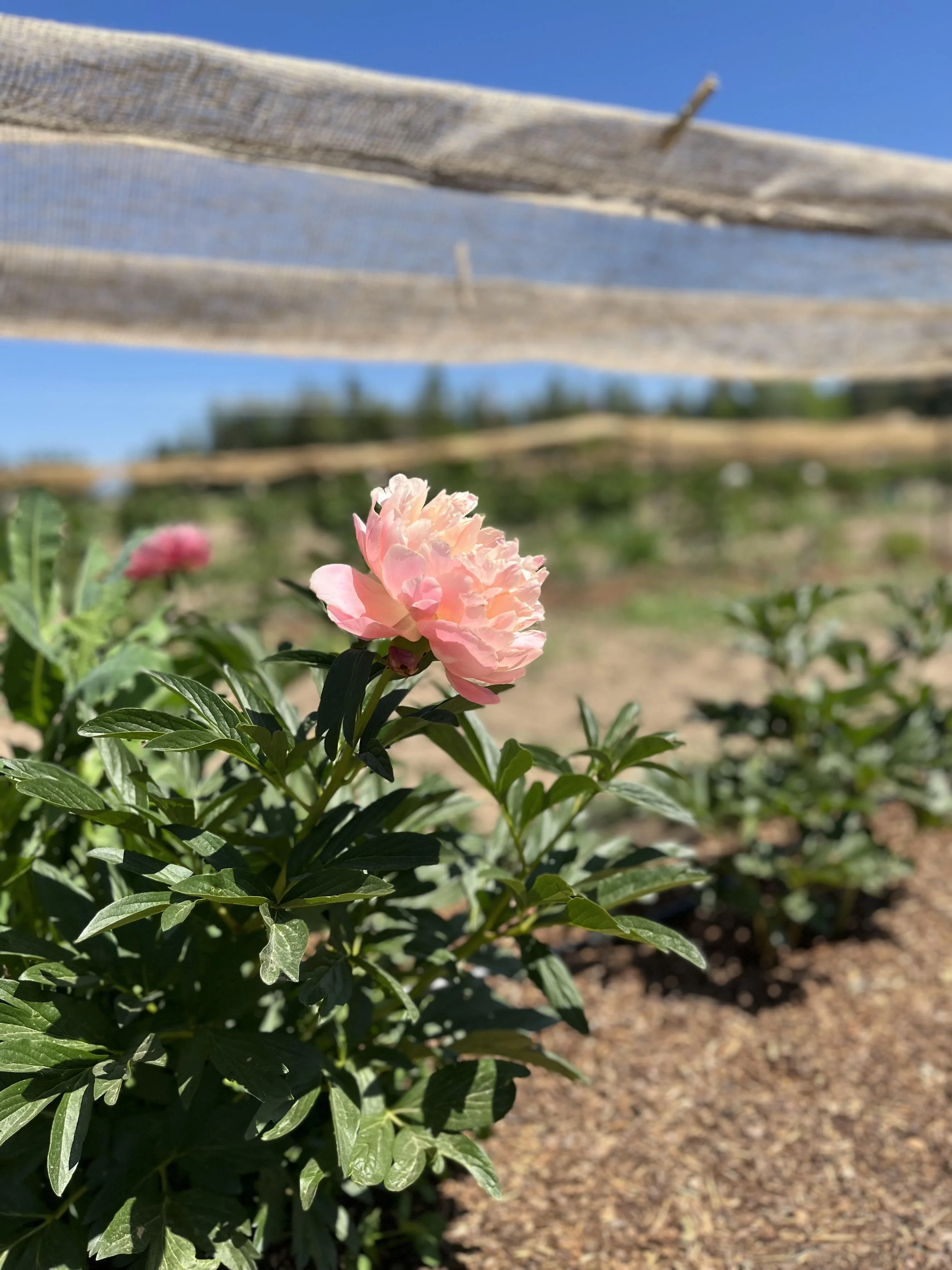 Coral peony, Deer Park, Washington.