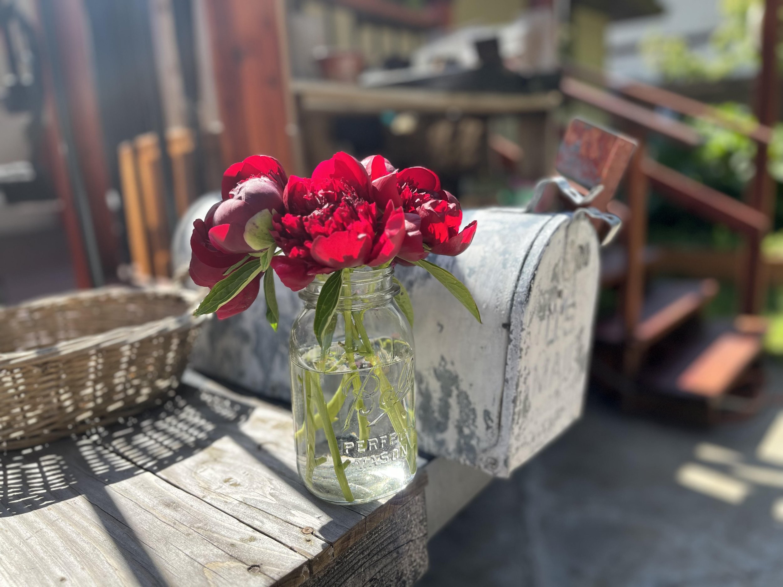 Red field peony, Spokane, WA.