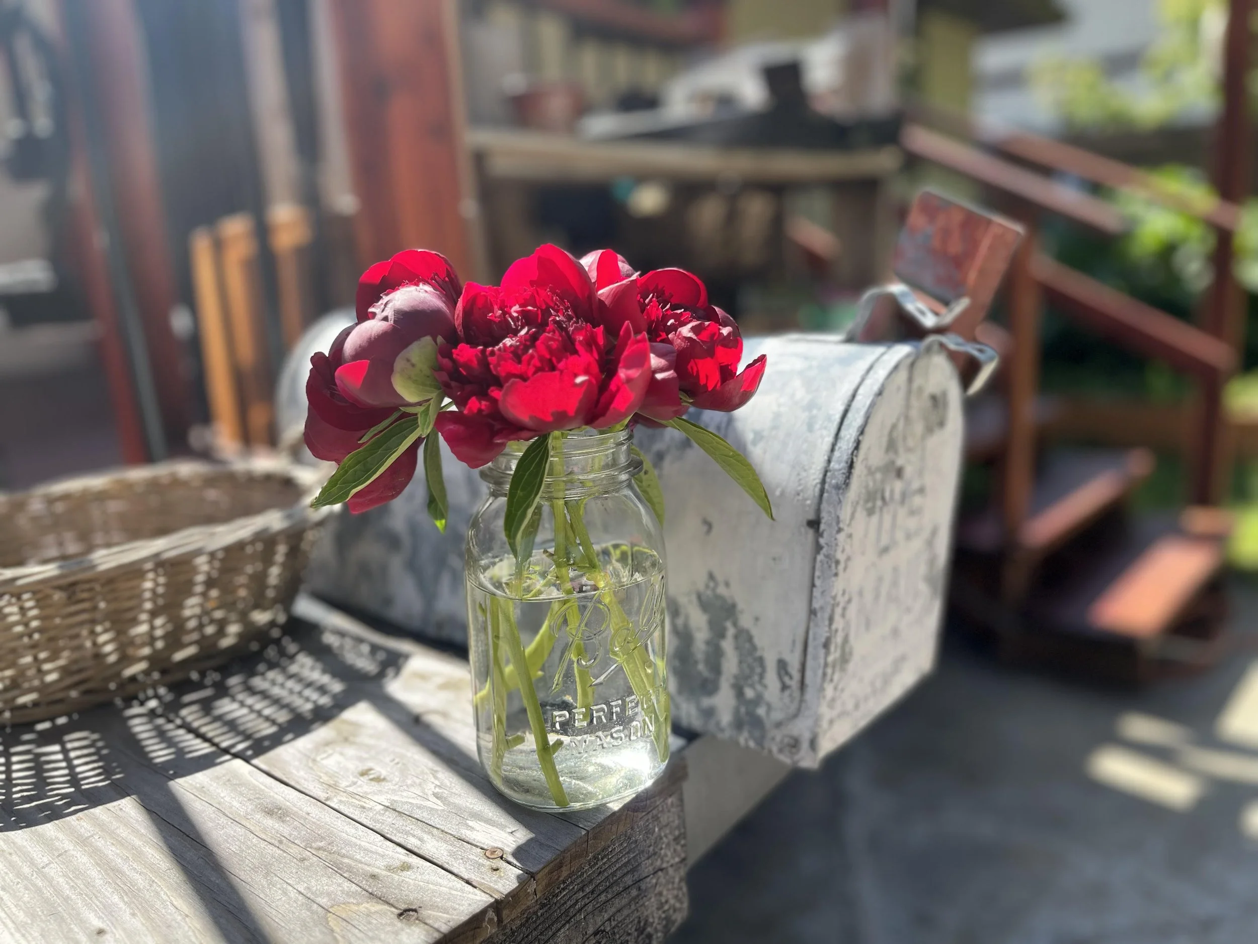 Red Field Peony, Spokane, WA.