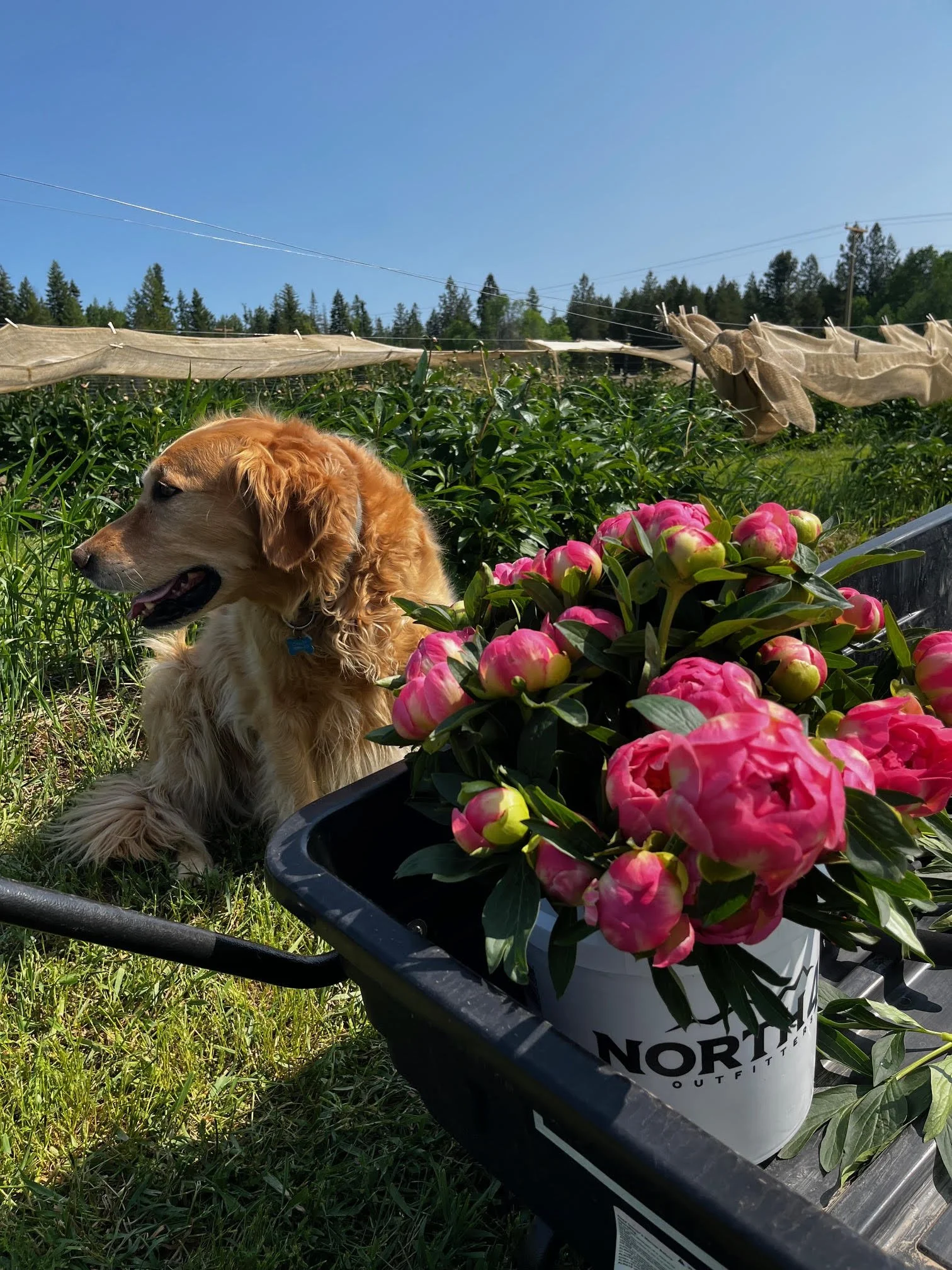 2025 Coral Peony Harvest & Farm Dog Oakley, Deer Park, WA
