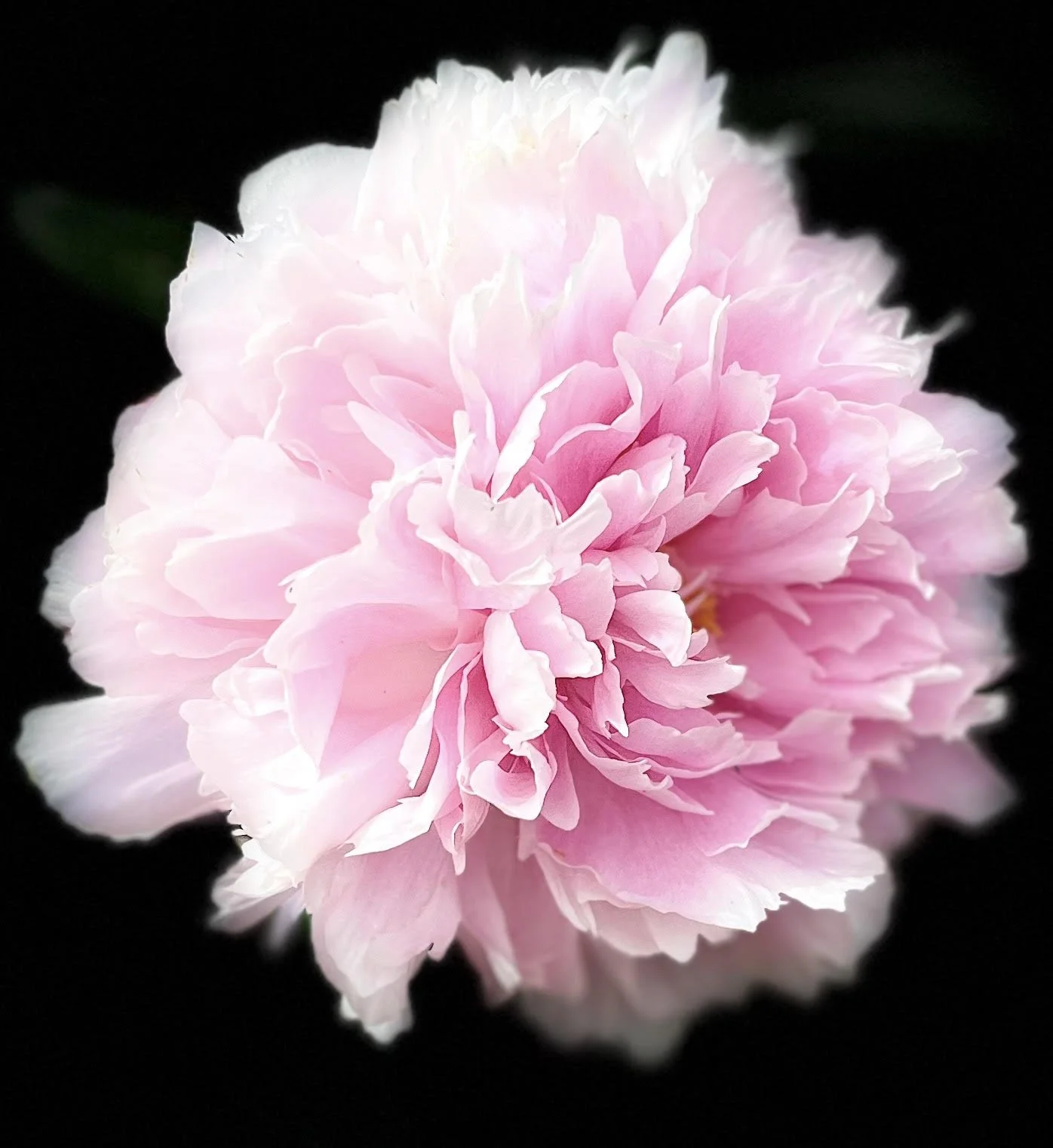 Pink field peony, Deer Park, WA.