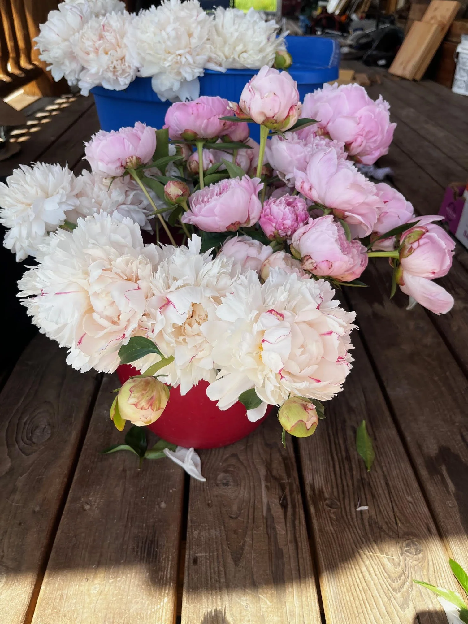 Festiva Maxima and pink field peonies, Deer Park, WA. 