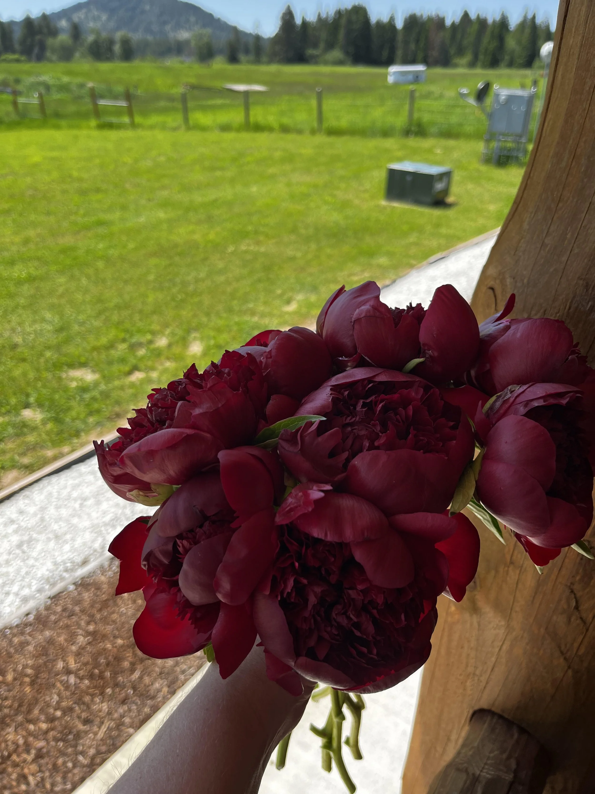 Fresh cut peonies, Deer Park, WA. 