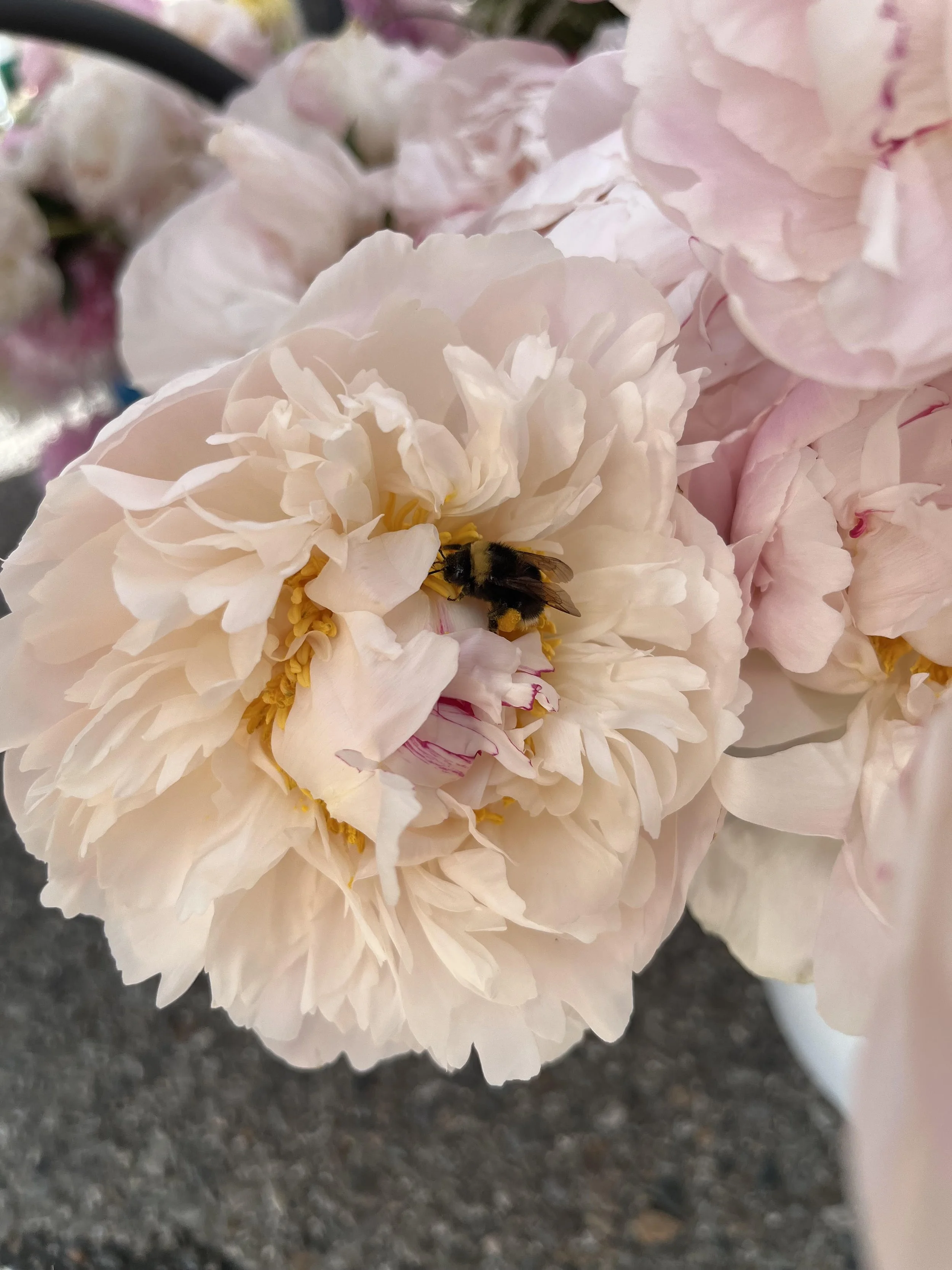 Bumblebee and Blush Peony, Liberty Lake Farmers Market, Liberty Lake, WA